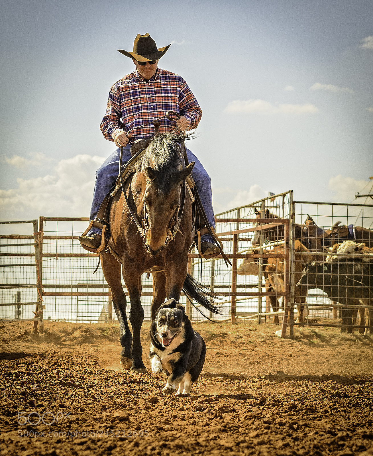 Nikon D810 sample photo. Adampollard pooch photography