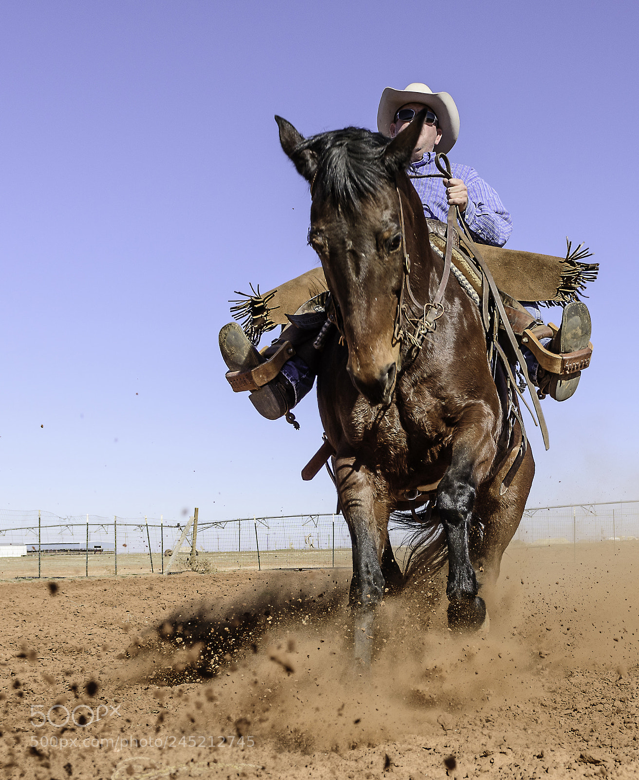 Nikon D810 sample photo. Equine photography