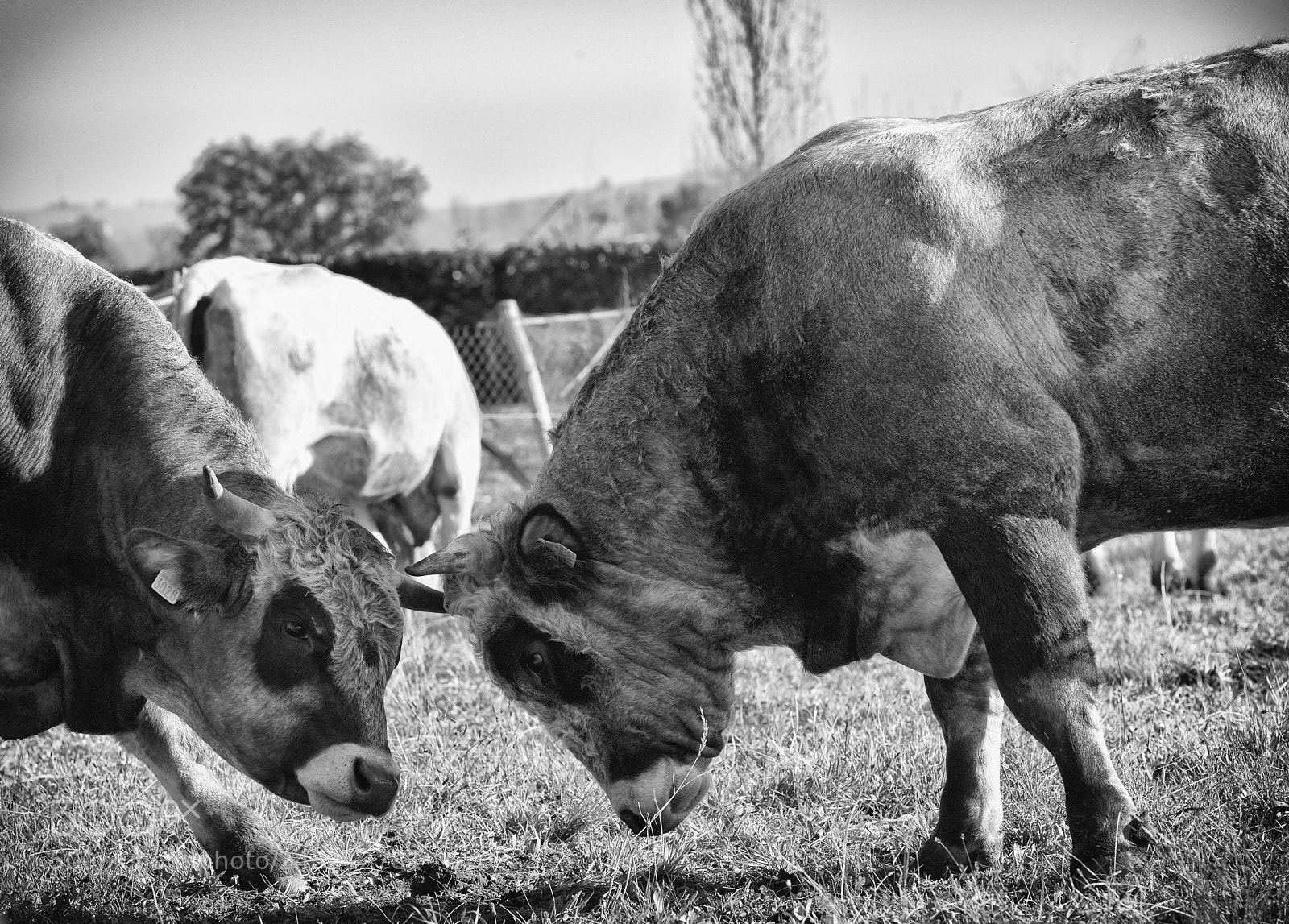 Nikon D800 sample photo. Nos agriculteurs ont du photography
