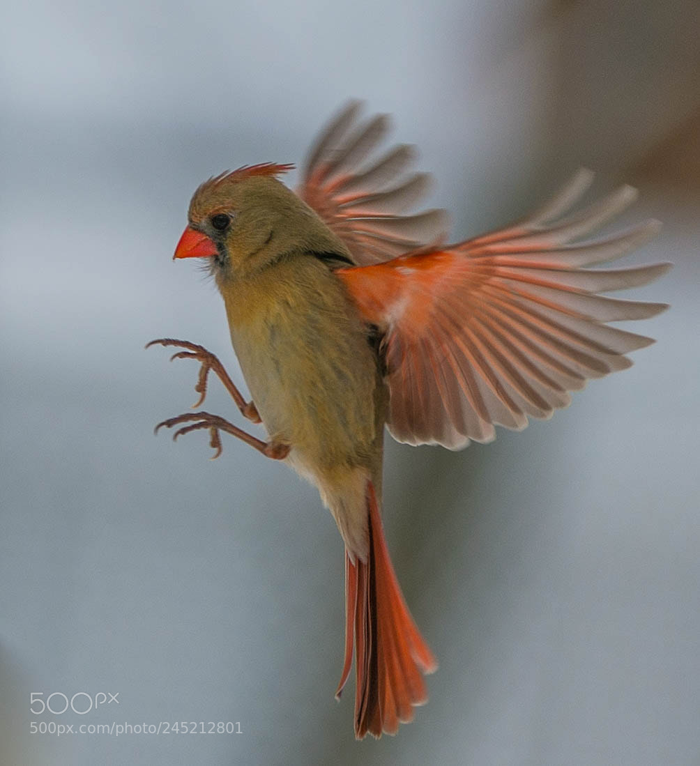 Nikon D4 sample photo. Frozen cardinal in flight! photography