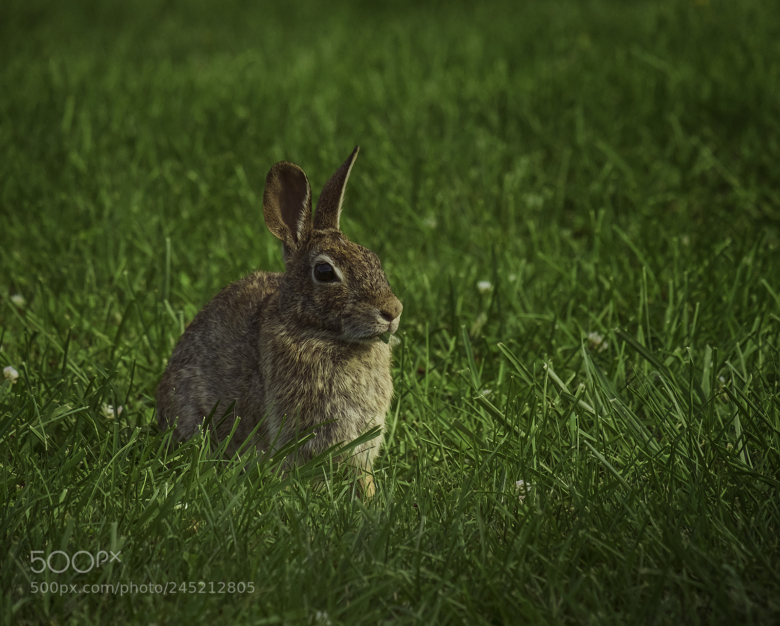 Fujifilm X-T1 sample photo. Wild rabbit photography