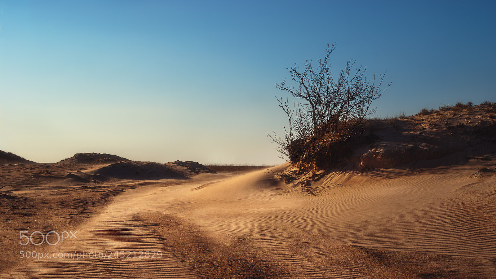 Sony Alpha DSLR-A100 sample photo. ​the peipsi dunes... photography