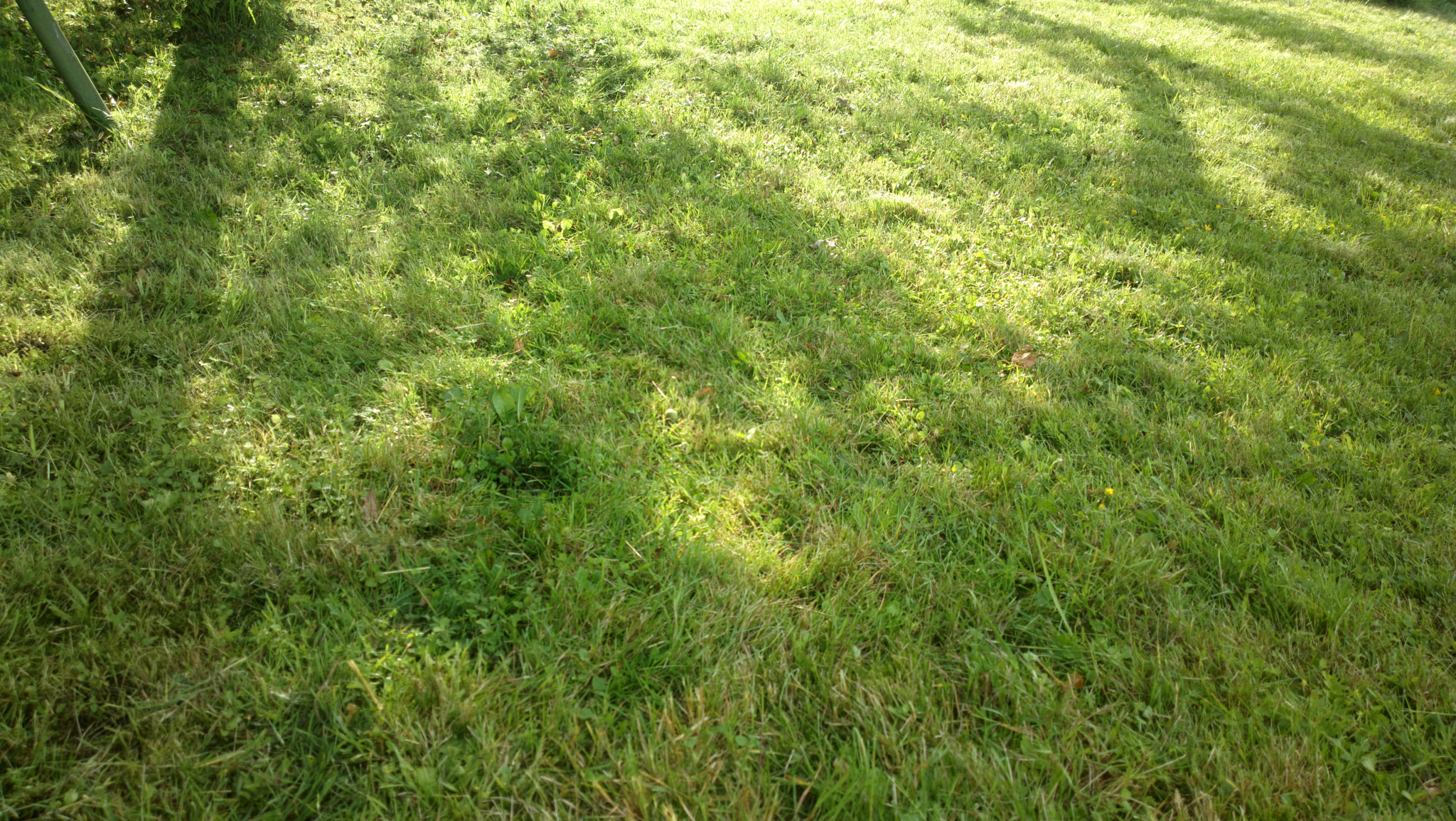 Nokia 808 PureView sample photo. Summer lawn in evening photography