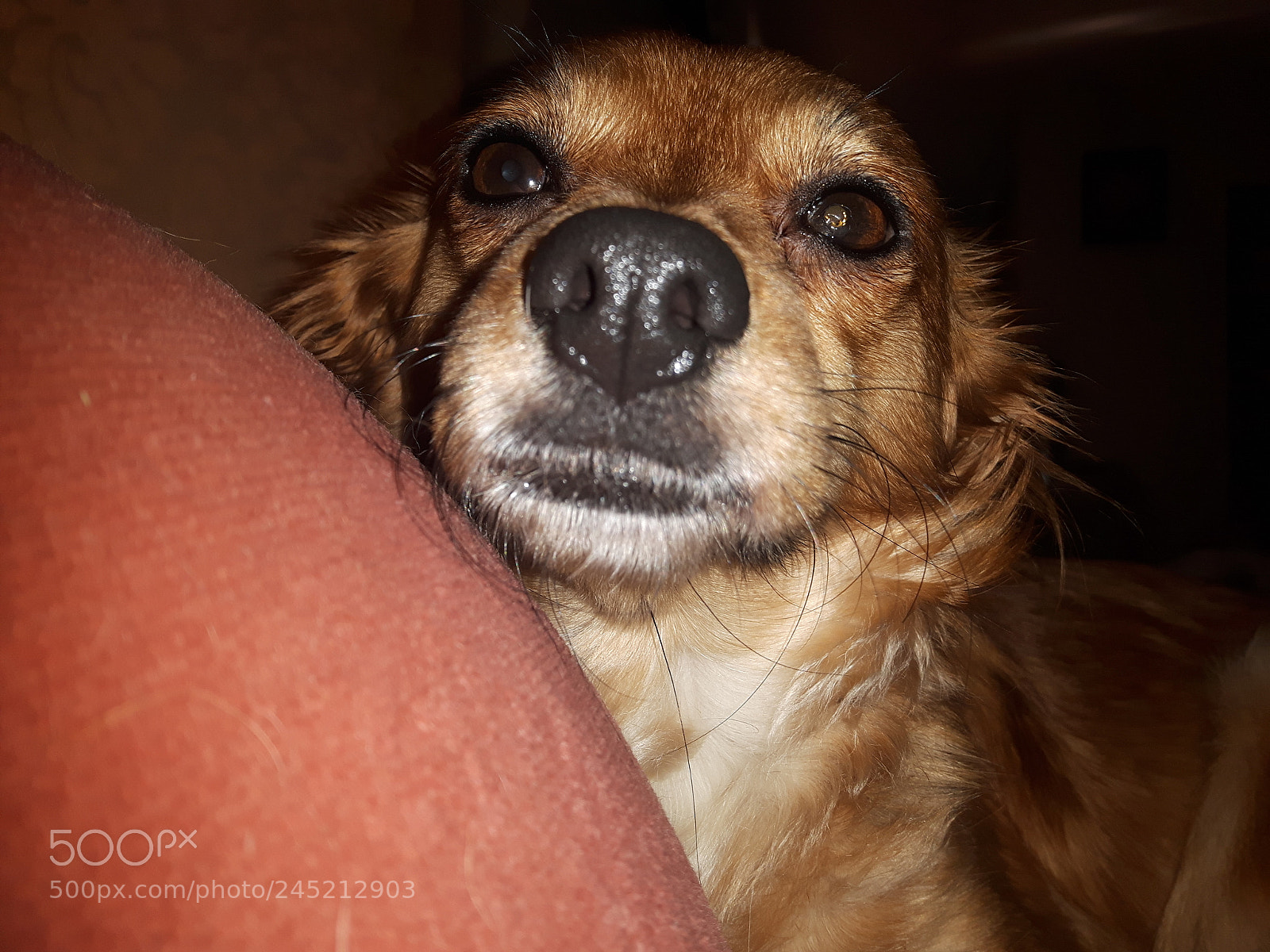 Samsung Galaxy S5 Neo sample photo. Untitled photography