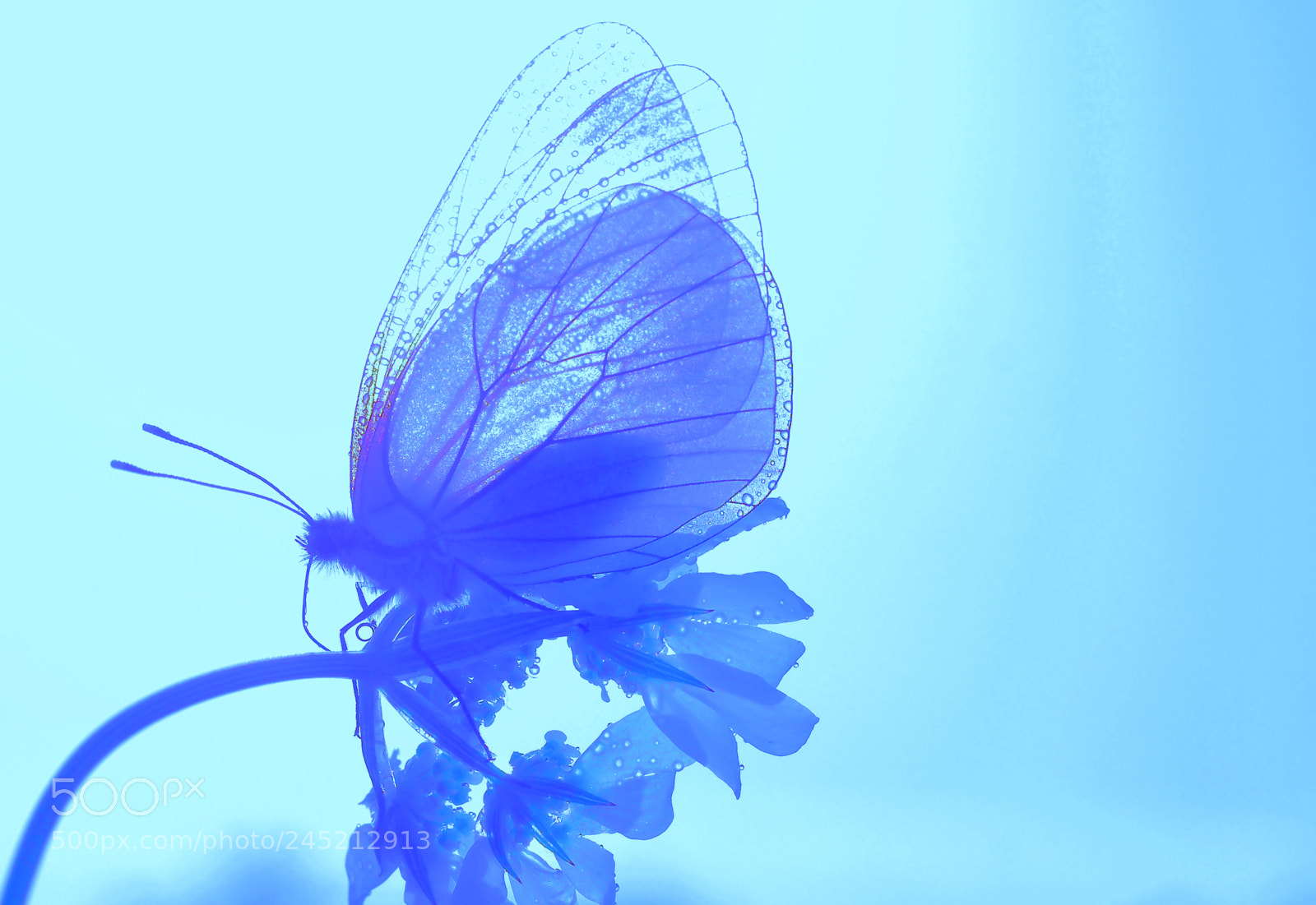 Olympus OM-D E-M5 sample photo. The butterfly announces the photography