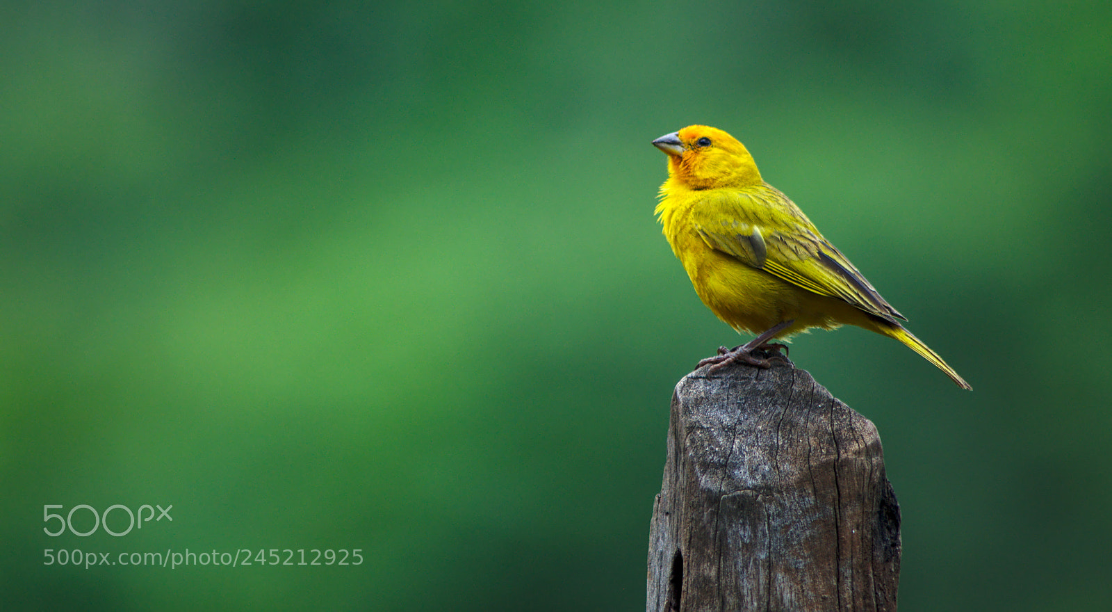 Nikon D90 sample photo. Sicalis flaveola in the photography