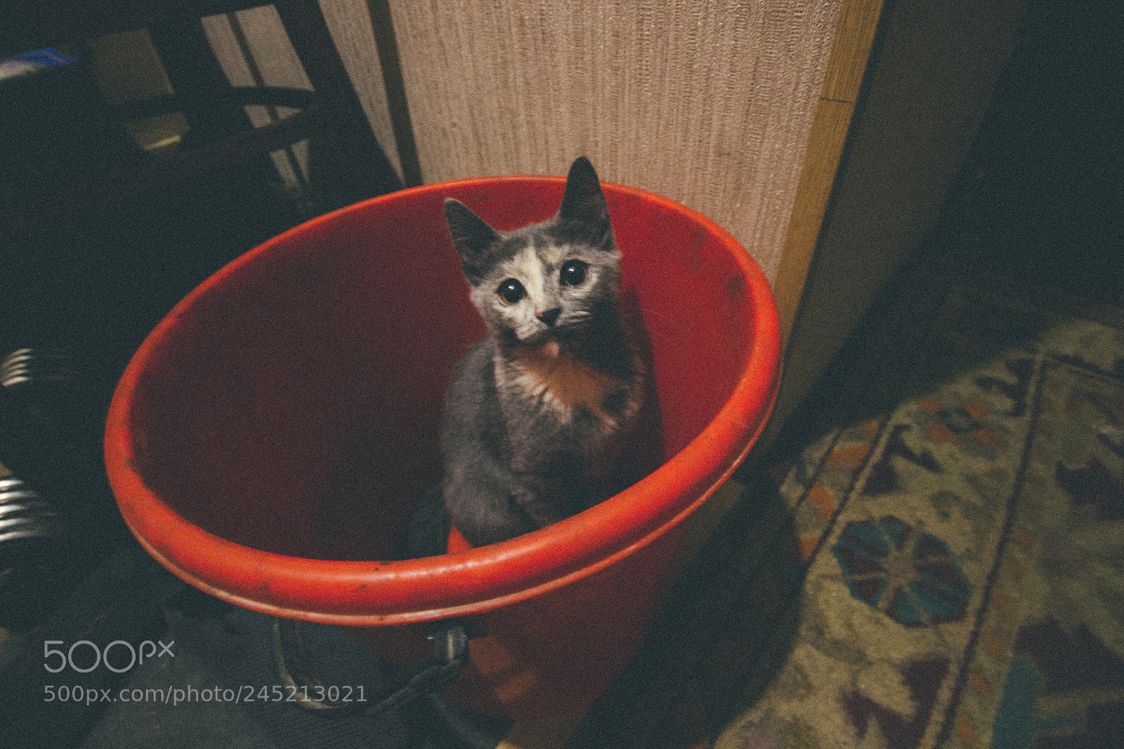 Canon EOS 600D (Rebel EOS T3i / EOS Kiss X5) sample photo. Масяня photography