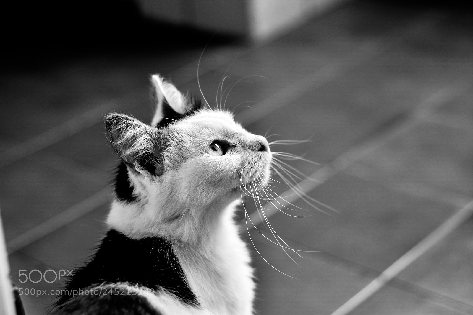 Nikon D7100 sample photo. Vic epprecht () photography
