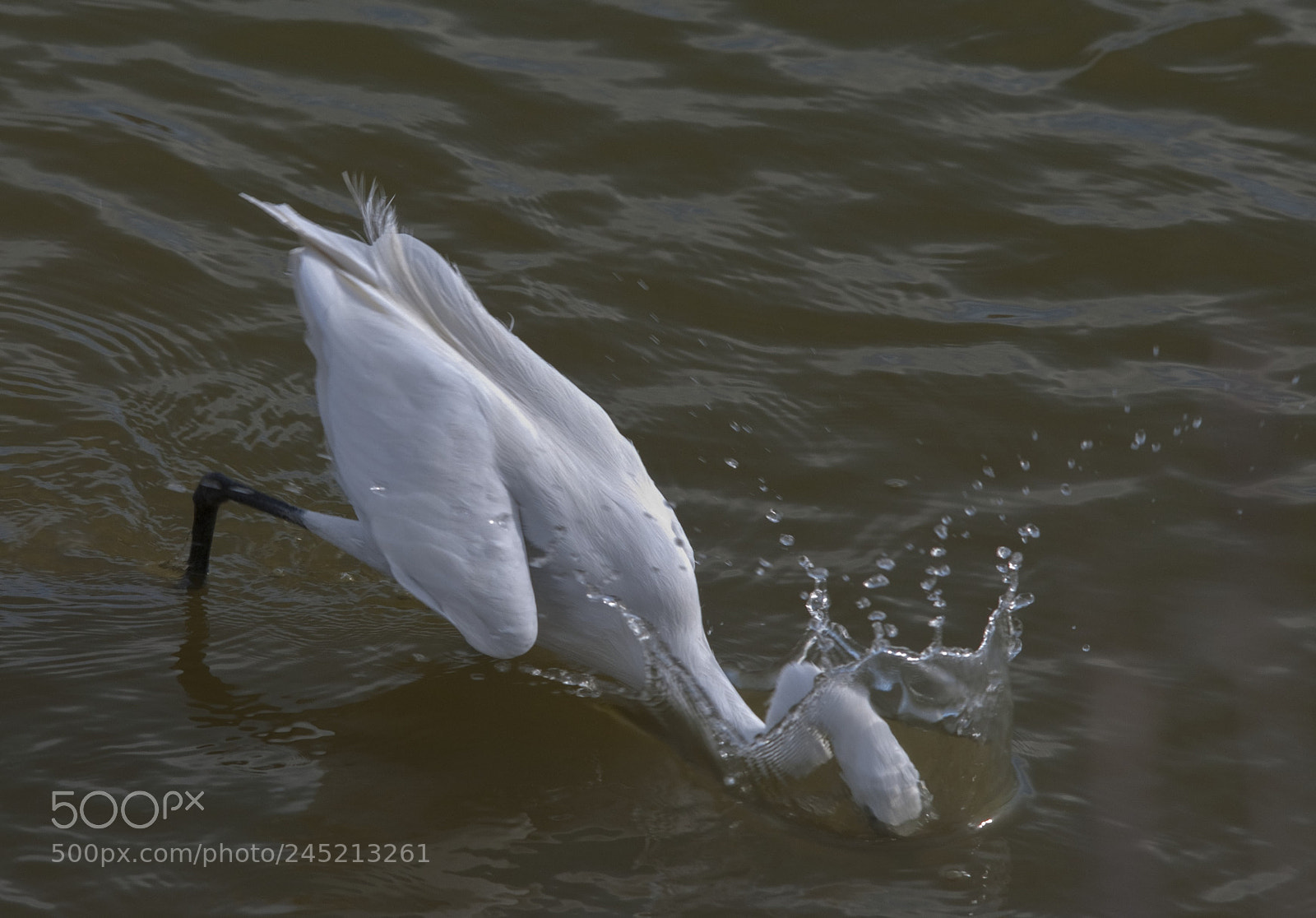 Nikon D90 sample photo. Garceta photography