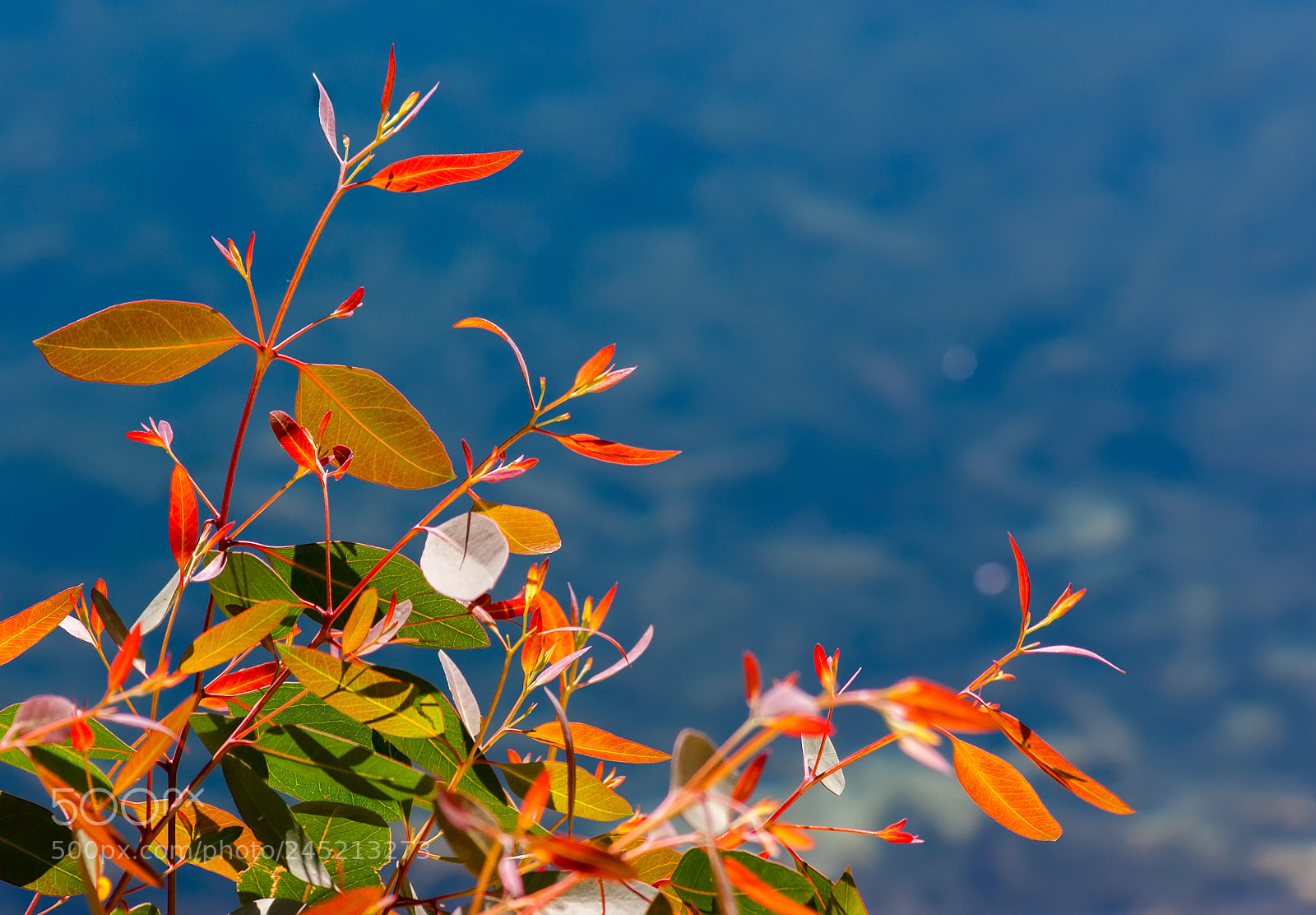 Sony Alpha DSLR-A350 sample photo. Sunbathing leaves photography
