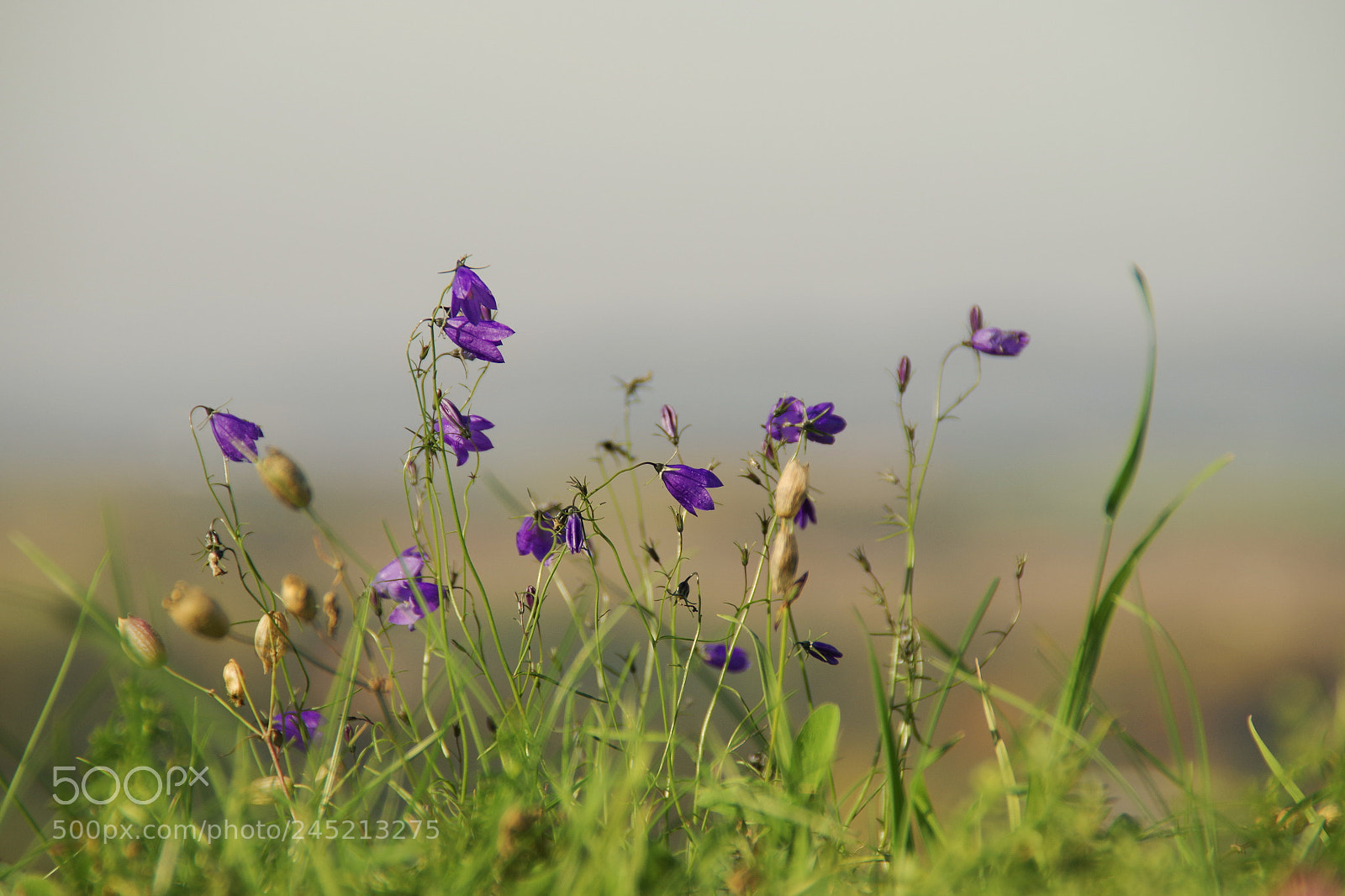 Pentax K-S2 sample photo. Meadow photography