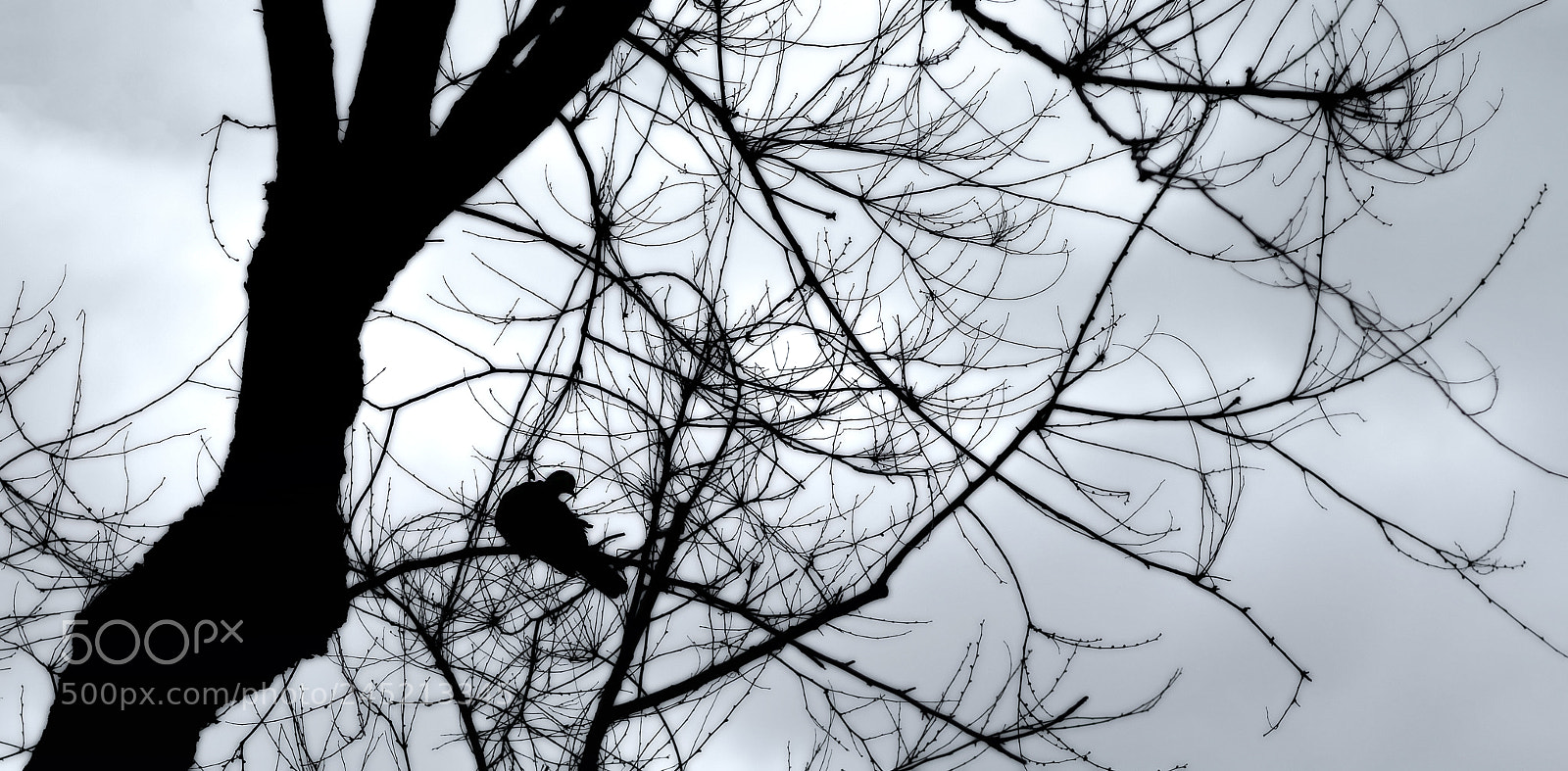 Fujifilm X-T10 sample photo. Between branches photography