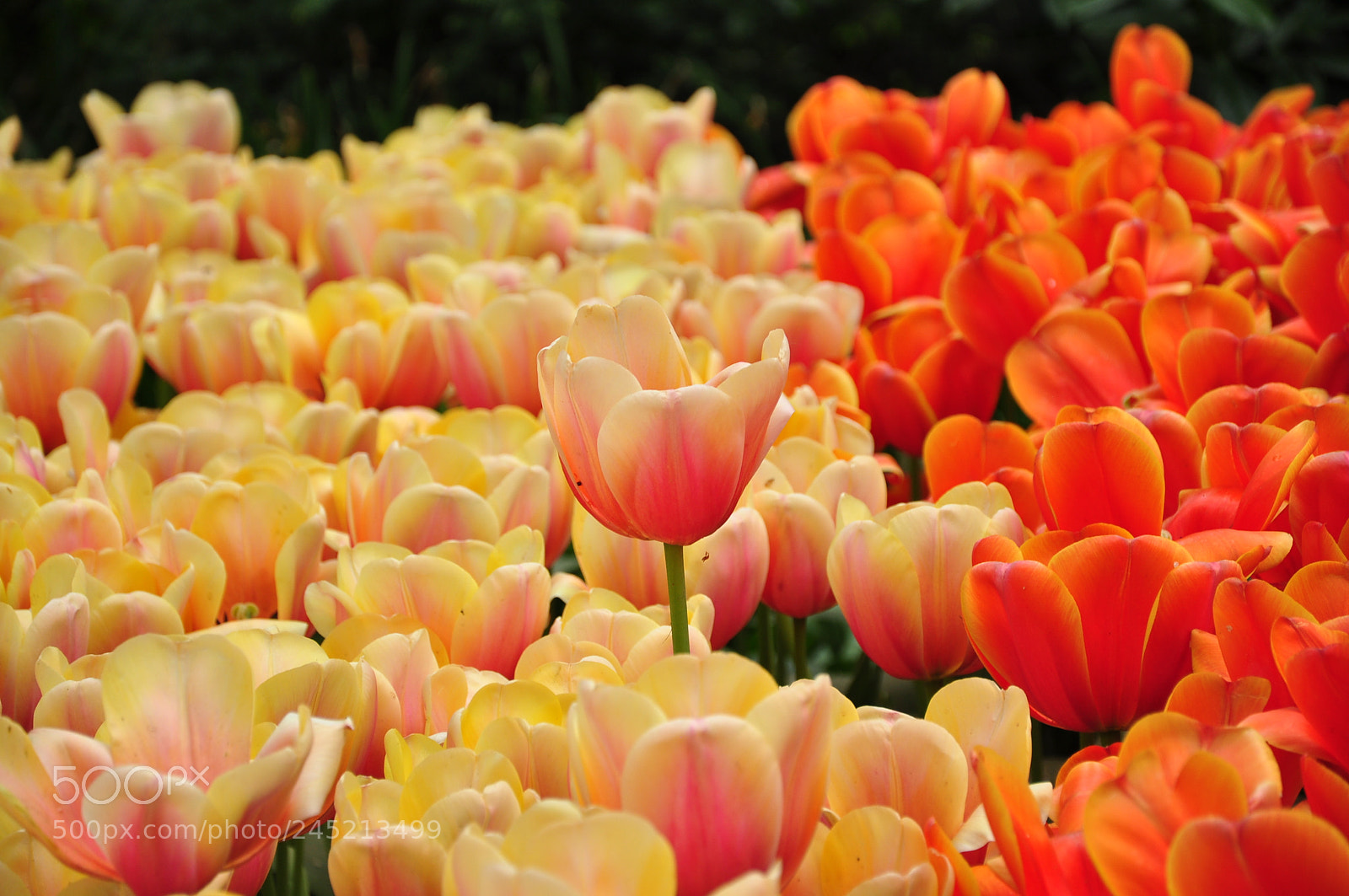 Nikon D90 sample photo. Tulips photography