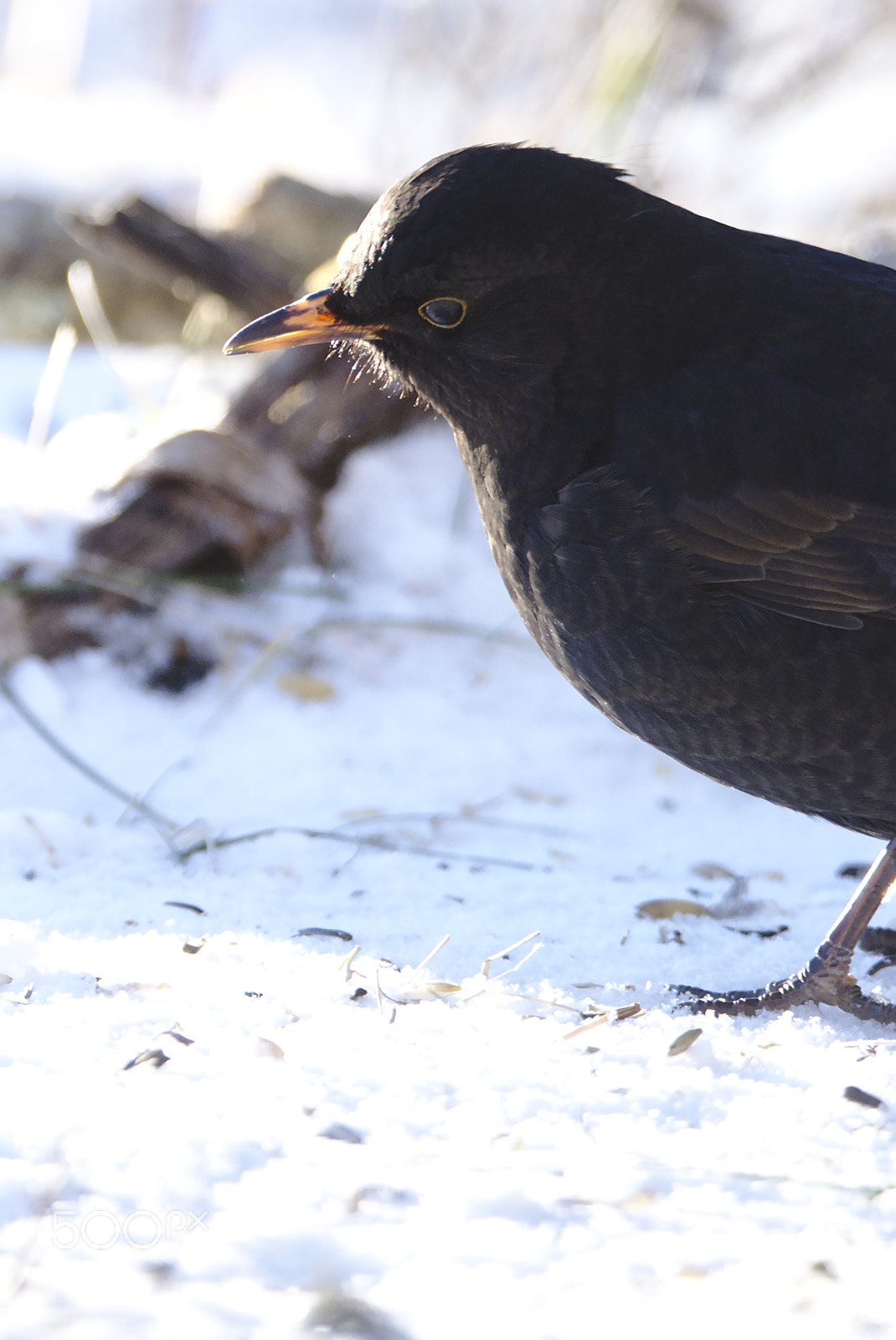 Nikon D810 sample photo. Eurasian blackbird #2 photography