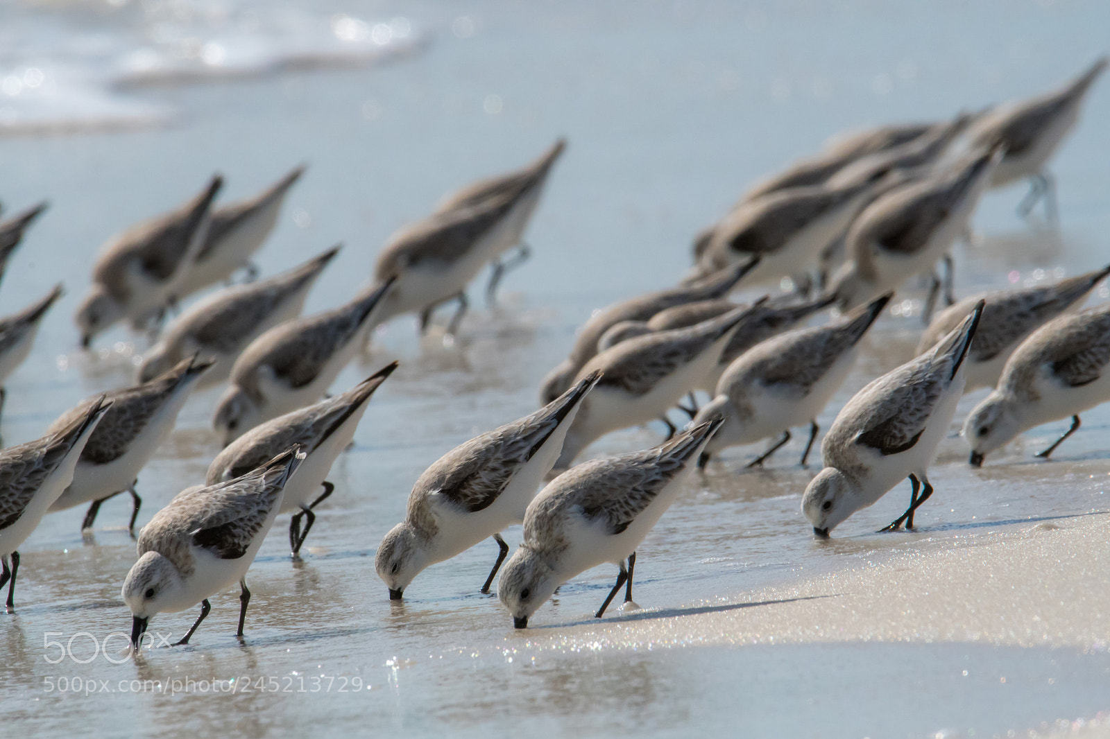 Nikon D500 sample photo. Synchronized feeding photography