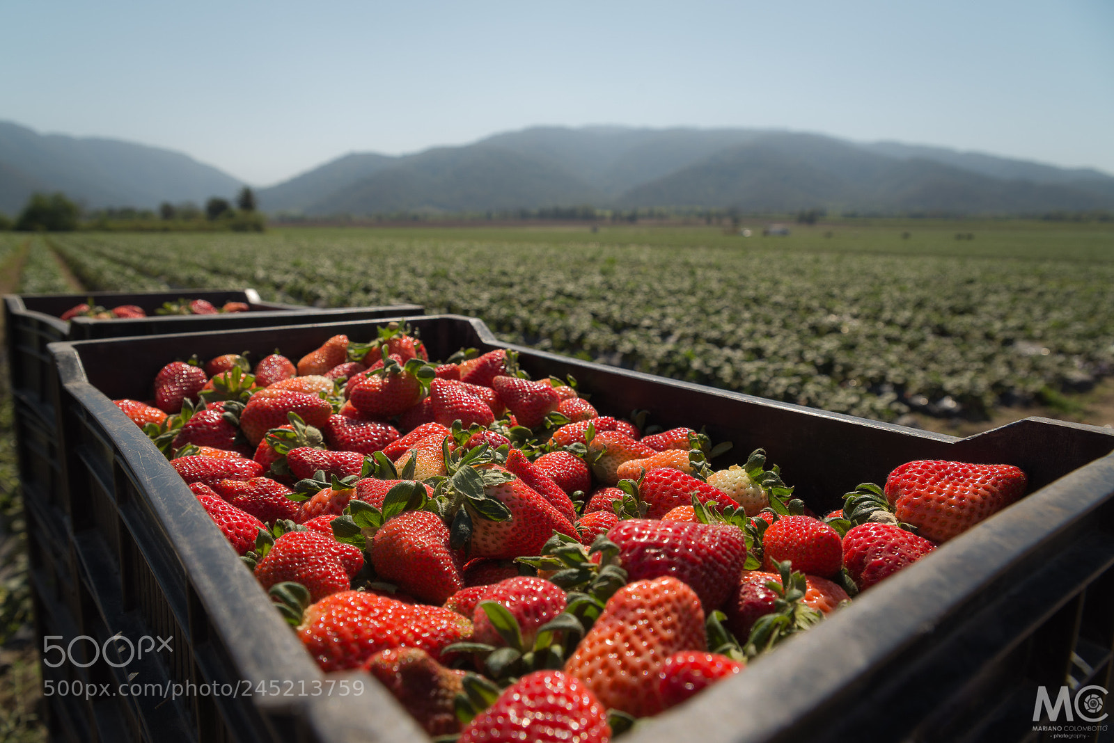 Nikon D610 sample photo. Strawberry fields forever photography