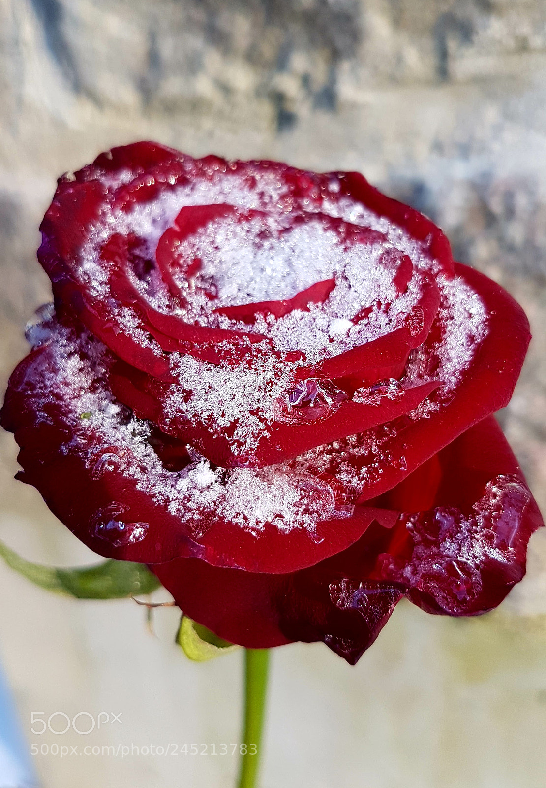 Samsung Galaxy S7 Edge sample photo. Frozen photography