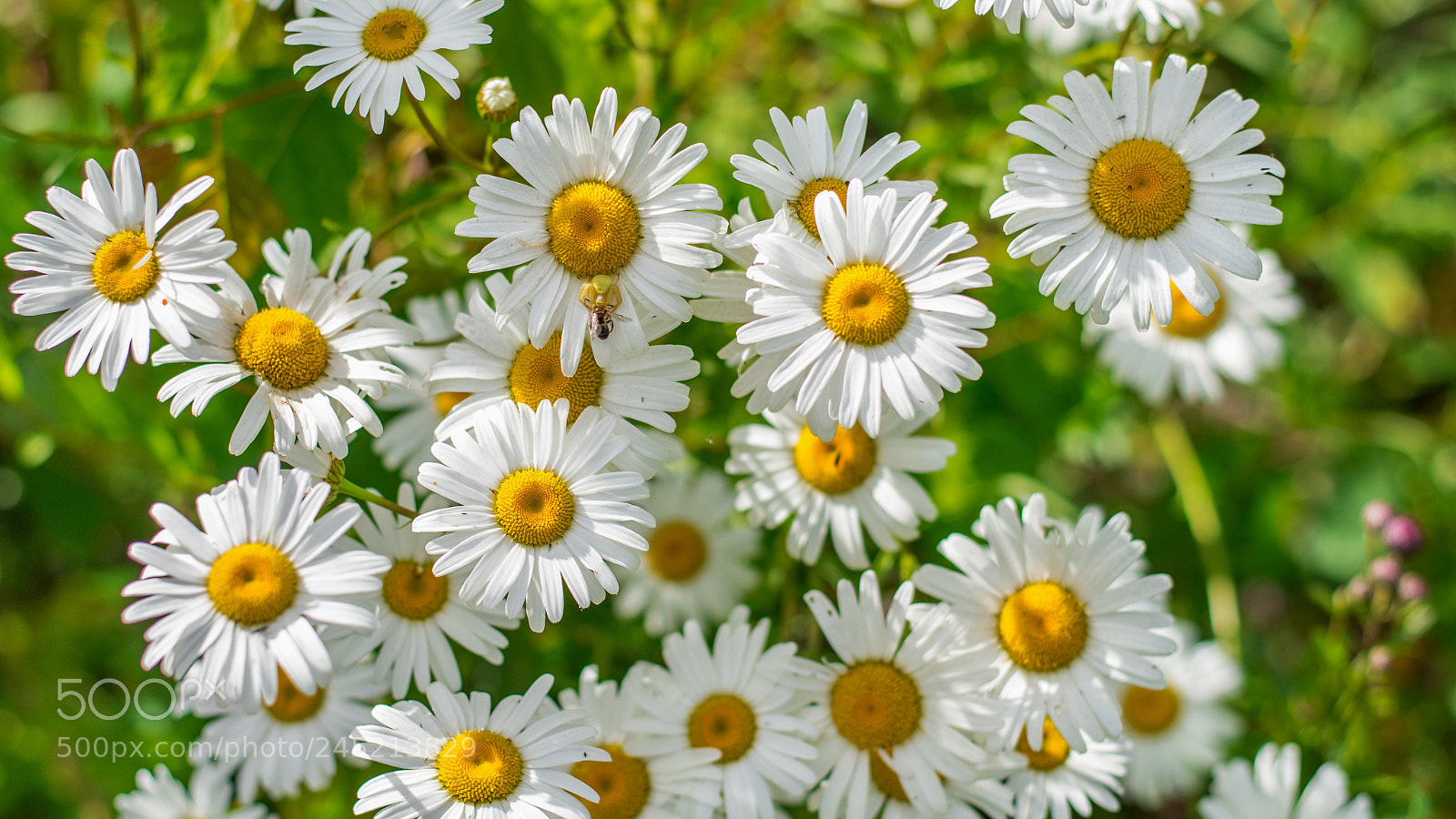 Nikon D810 sample photo. Chamomiles. photography