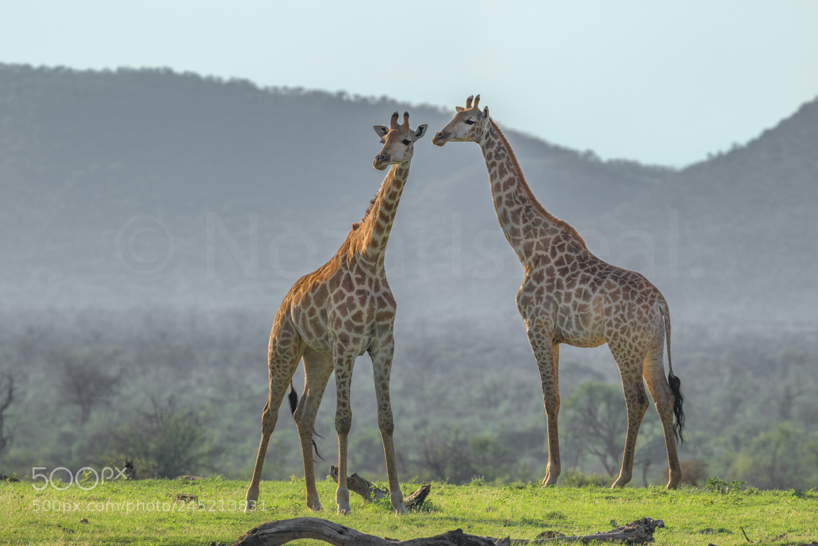 Canon EOS 7D Mark II sample photo. Portrait of two giraffes photography