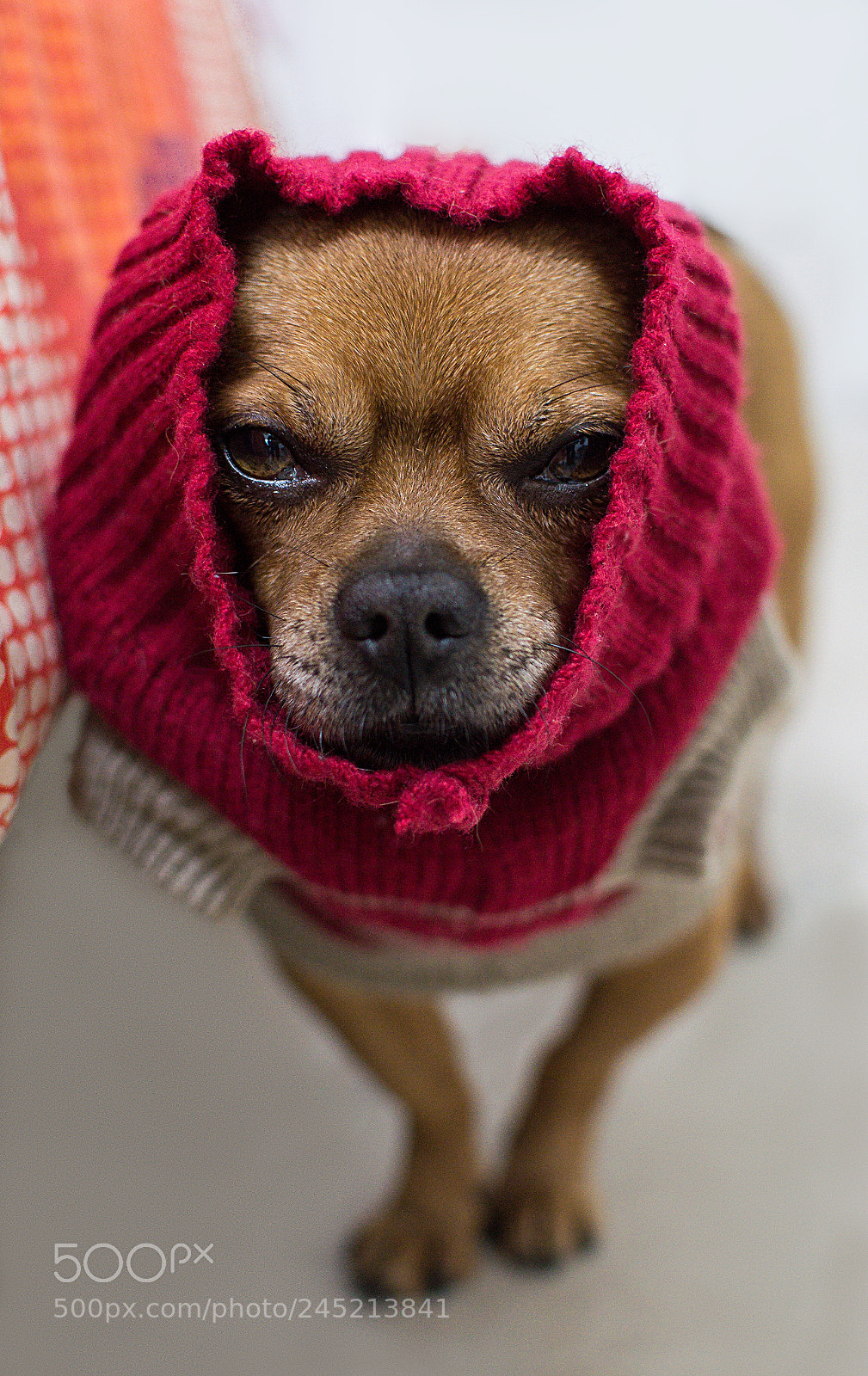 Nikon D3200 sample photo. "desert dog" photography