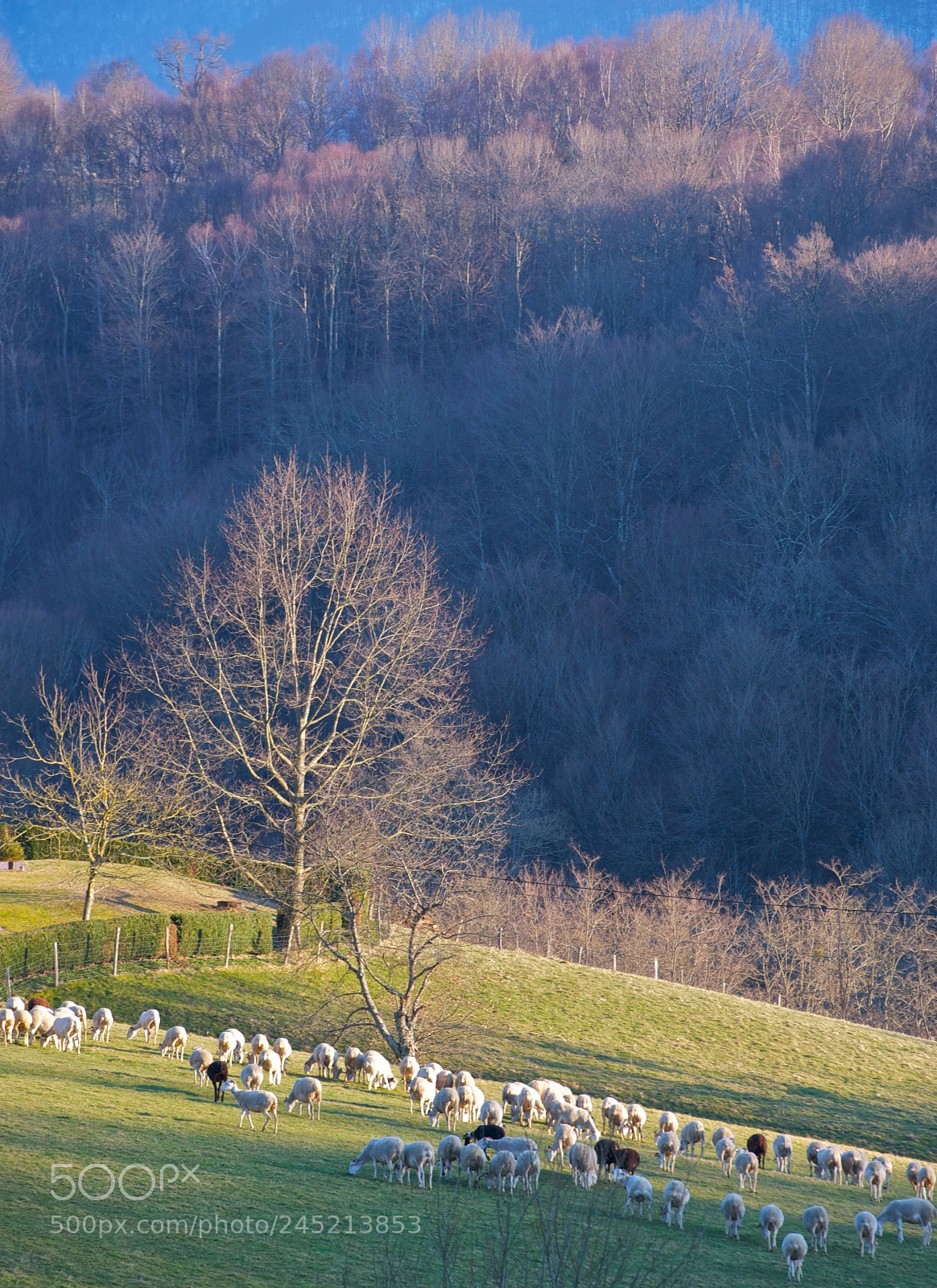Nikon D700 sample photo. Nos agriculteurs ont du photography