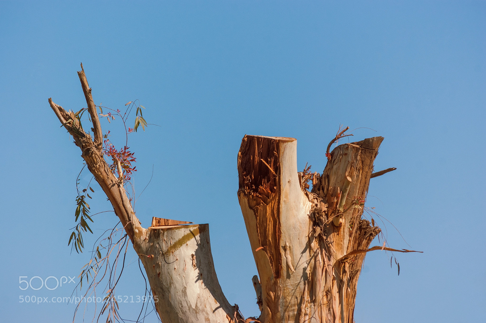 Sony Alpha DSLR-A350 sample photo. Tree & sin photography
