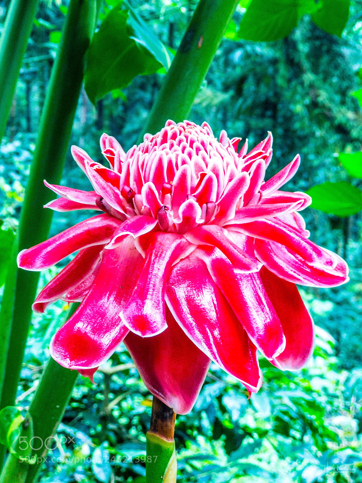 Apple iPhone 7 Plus sample photo. Beautiful flower photography