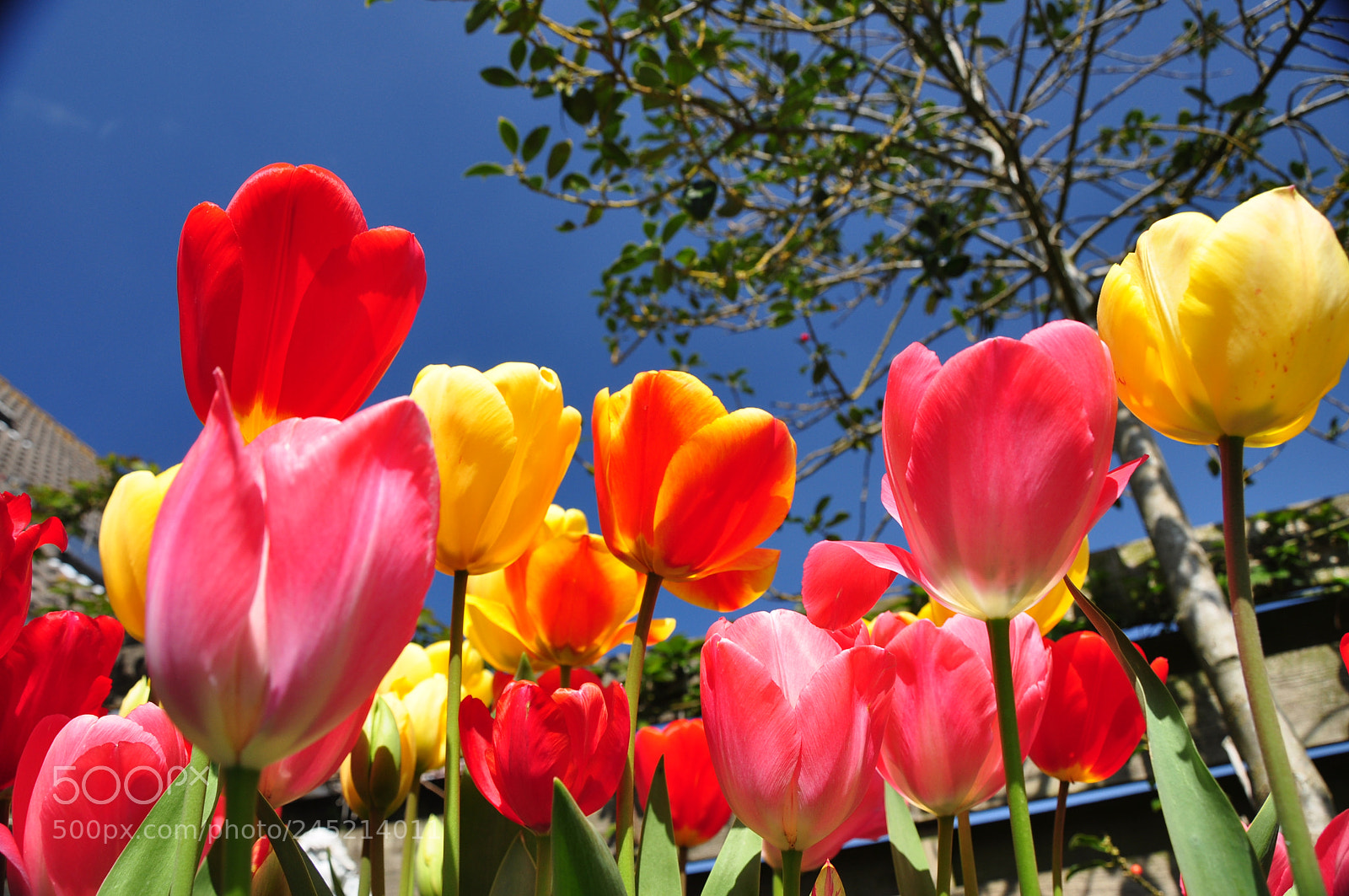Nikon D90 sample photo. Tulips @ springtime photography
