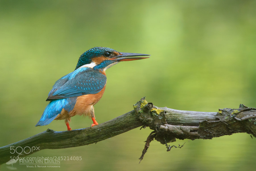 Nikon D7100 sample photo. Kingfisher | alcedo atthis | ijsvogel photography