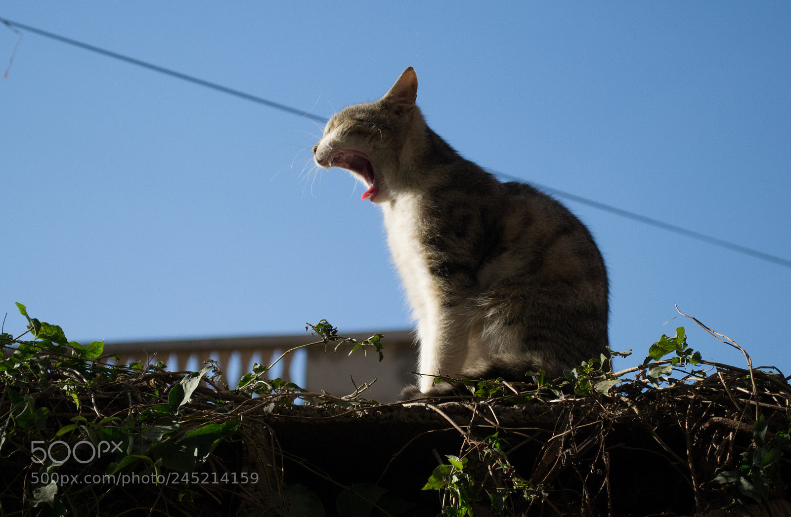 Nikon D3100 sample photo. () photography