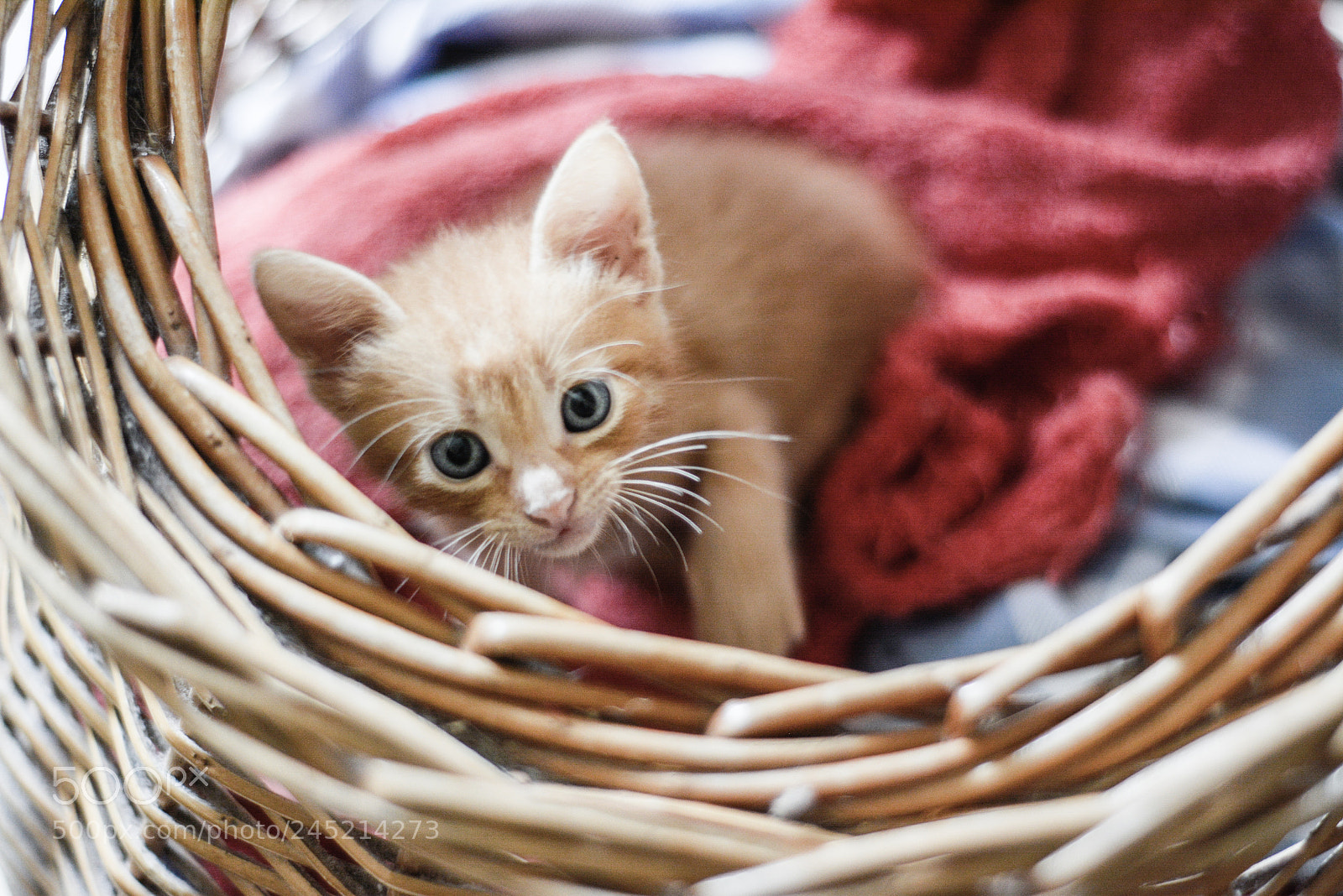 Nikon D7100 sample photo. Vic epprecht () photography
