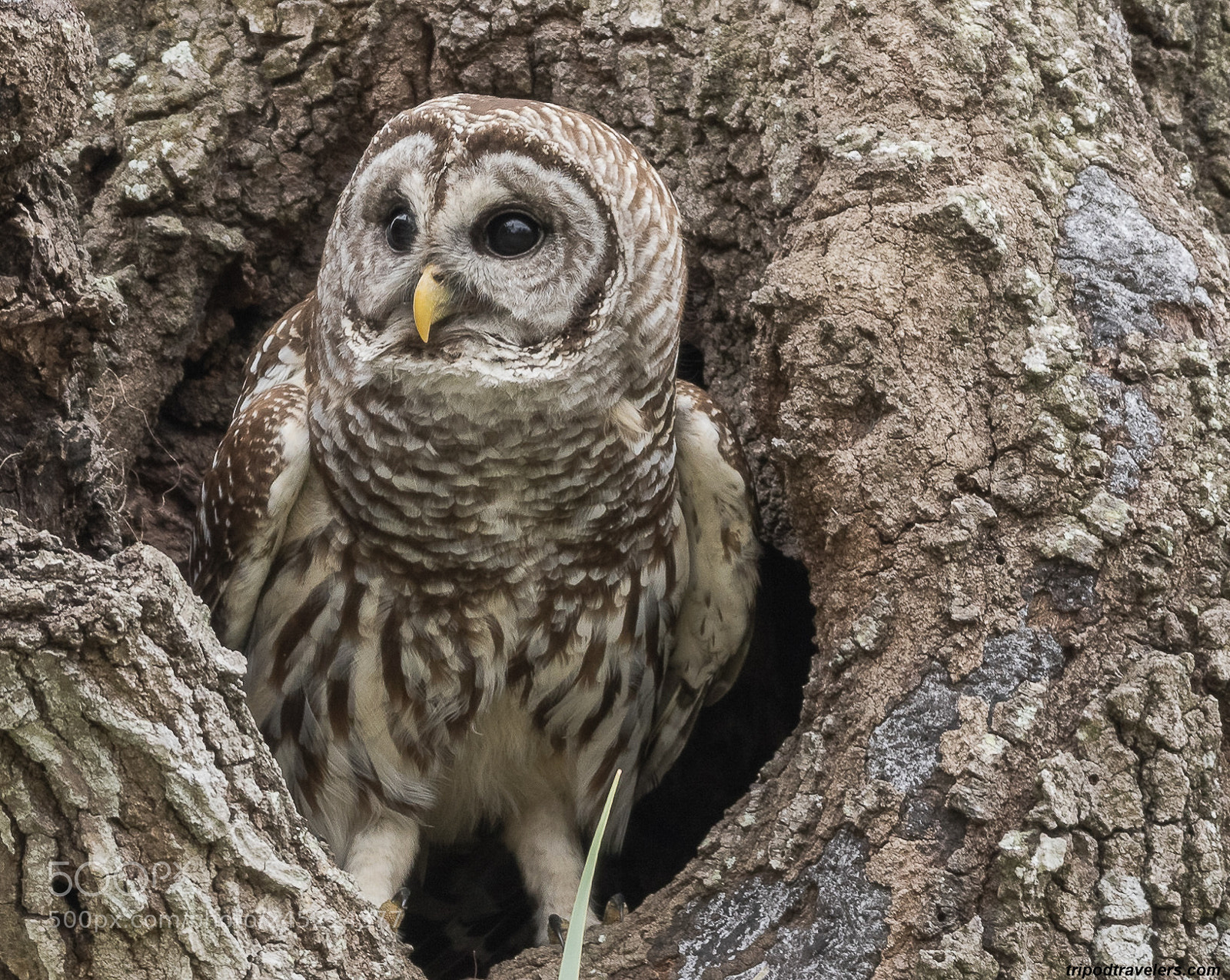 Canon EOS 7D Mark II sample photo. Florida wildlife photography