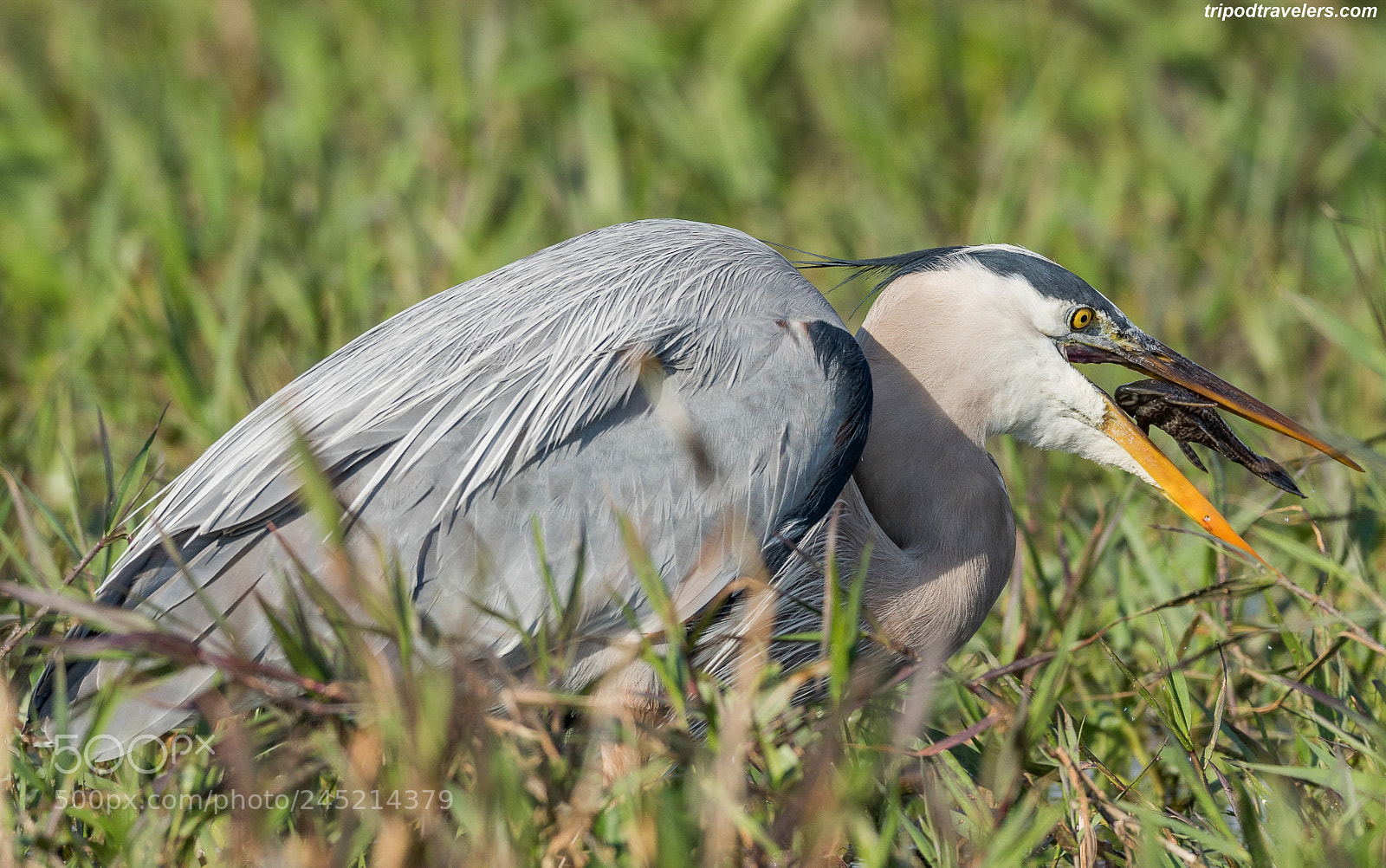 Canon EOS 7D Mark II sample photo. Florida wildlife photography