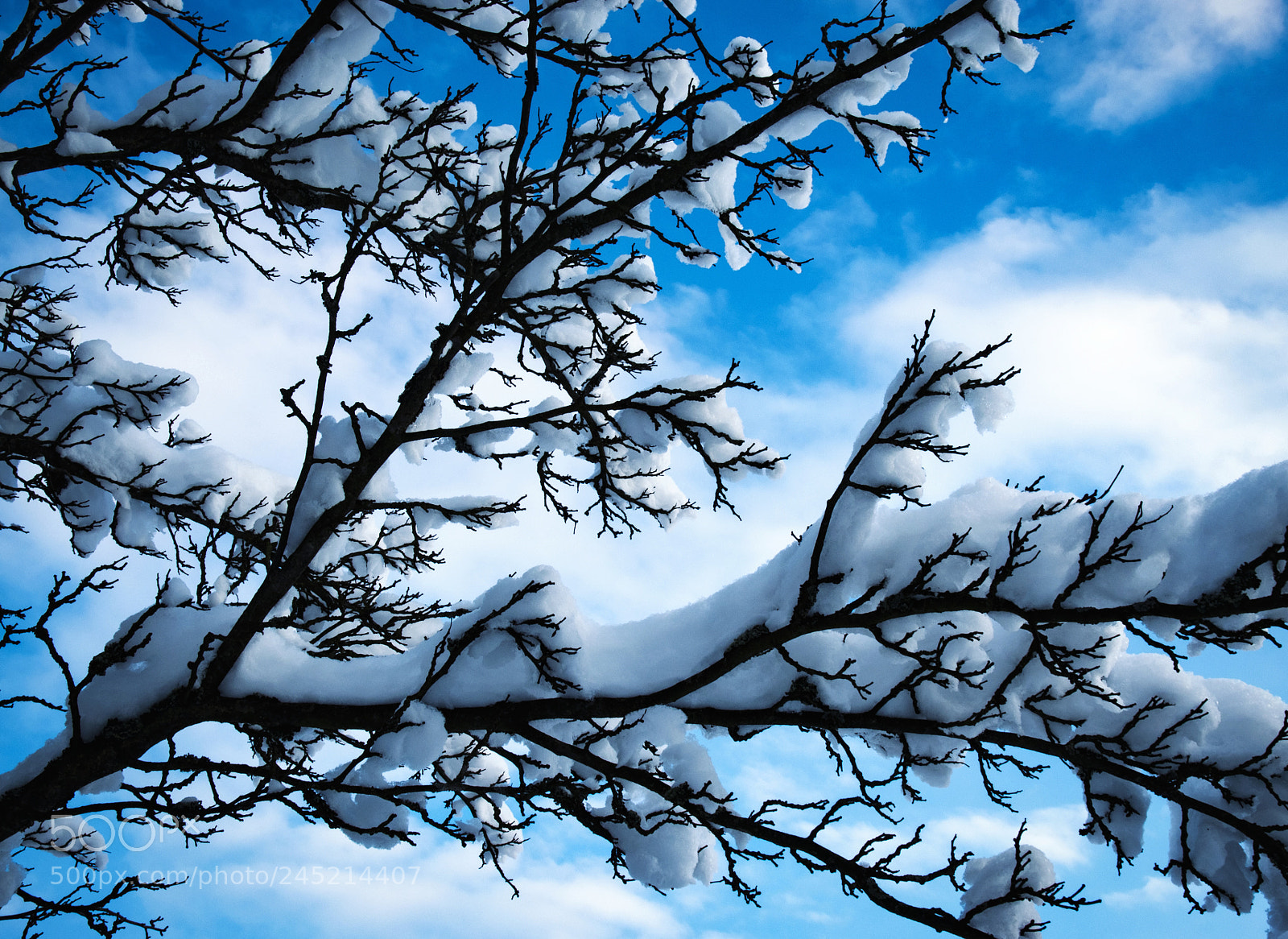 Nikon D5500 sample photo. Abstract snowy branches bush photography