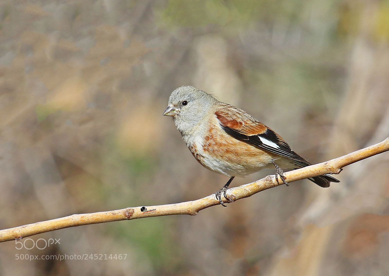Canon EOS 7D Mark II sample photo. Untitled photography