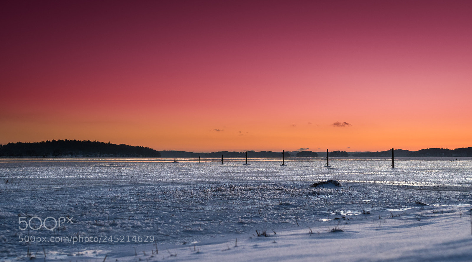 Nikon D500 sample photo. Frozen field photography