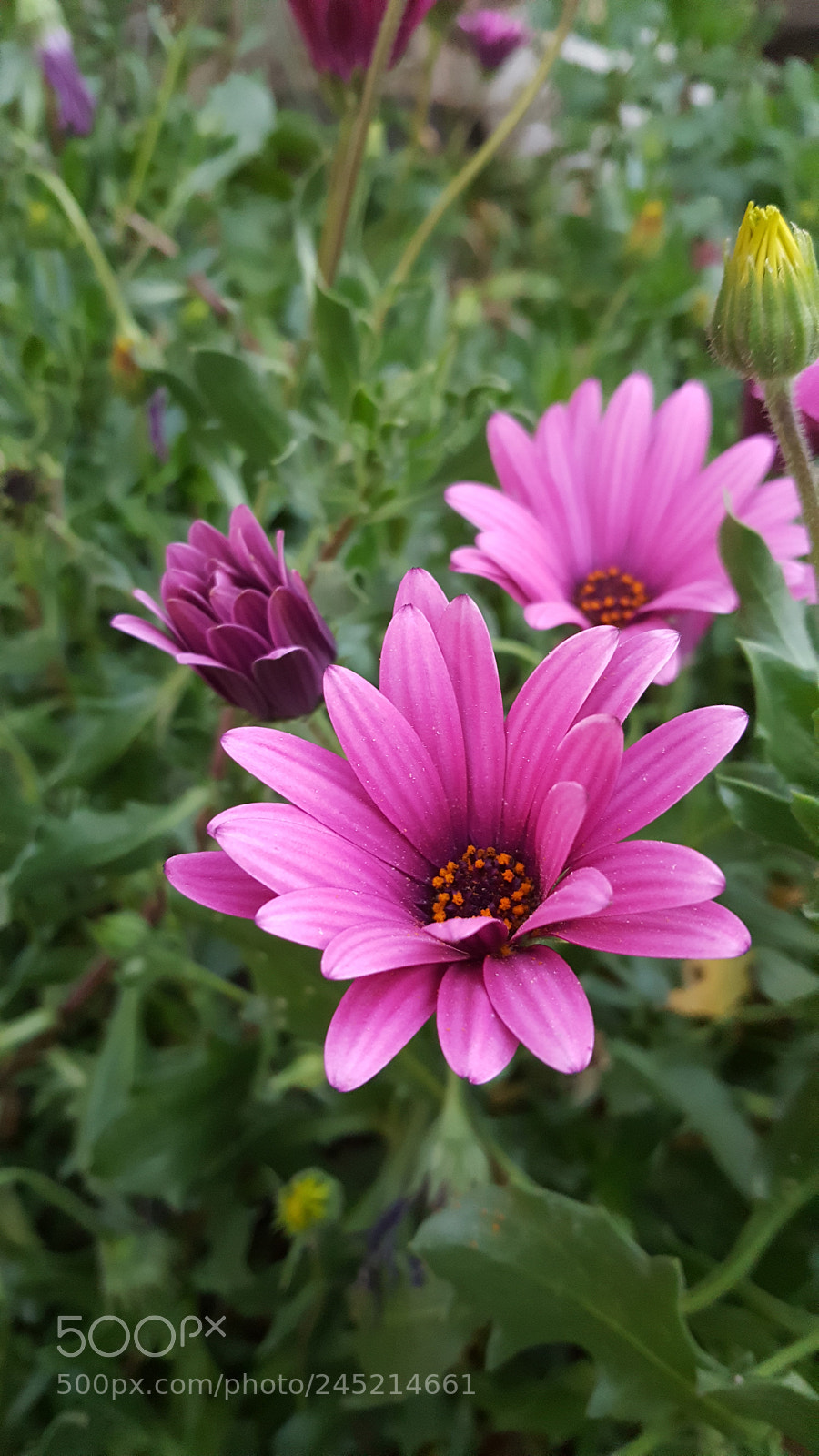 Samsung Galaxy Note5 sample photo. Untitled photography