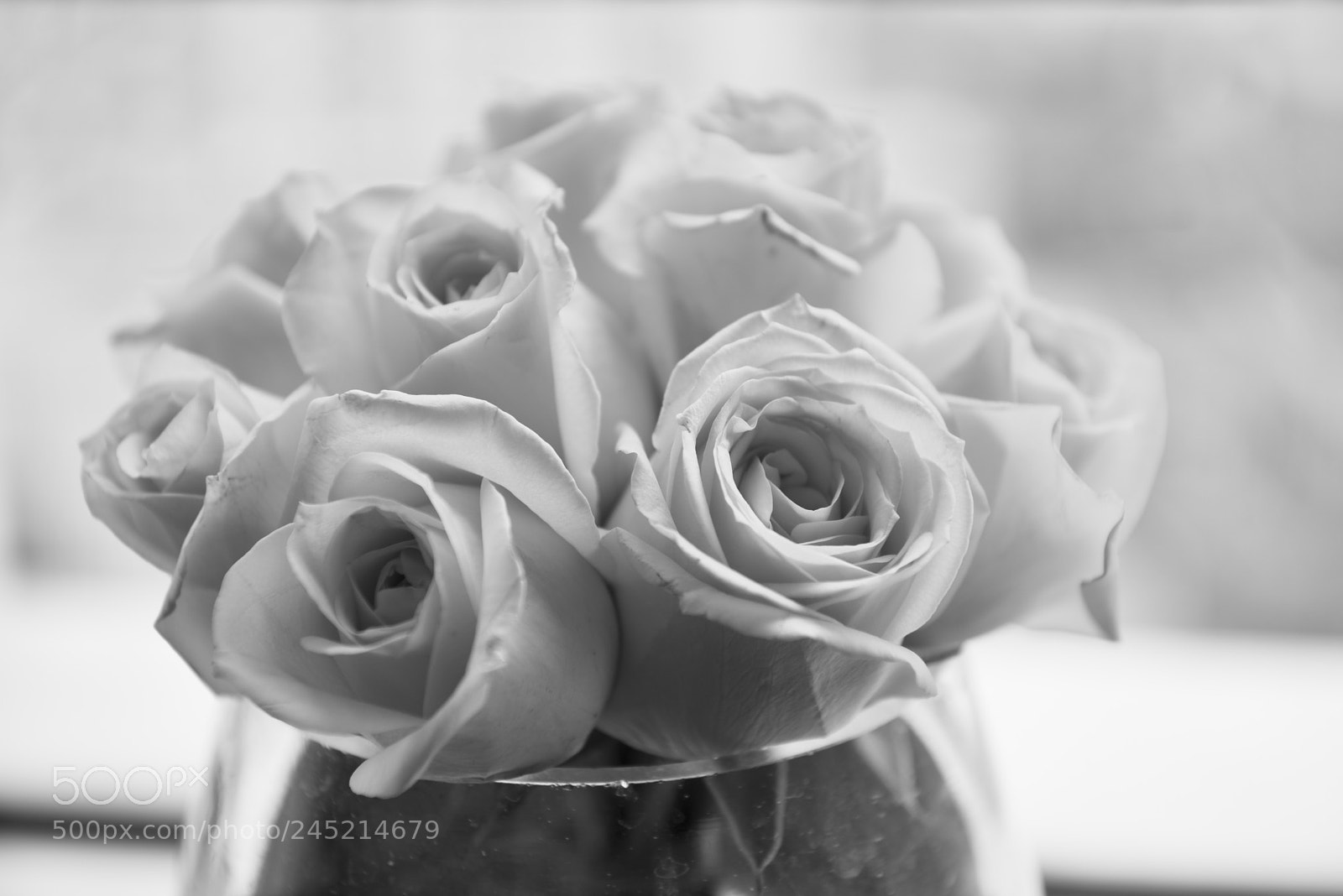 Nikon D800 sample photo. White roses photography