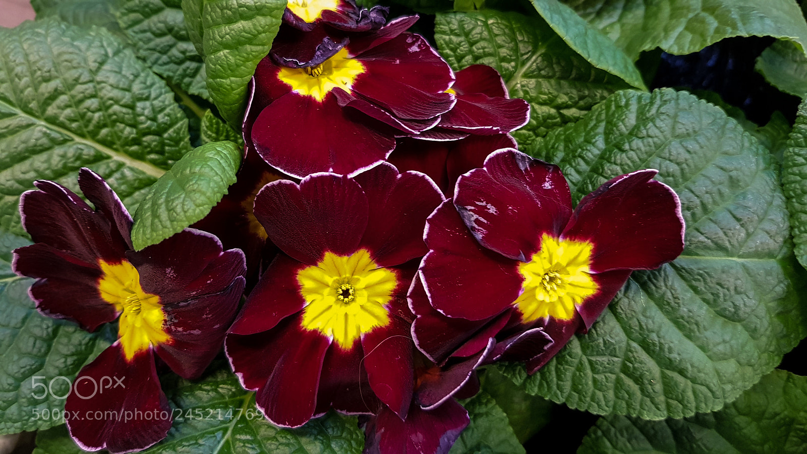 Samsung Galaxy S8 sample photo. Red flowers photography