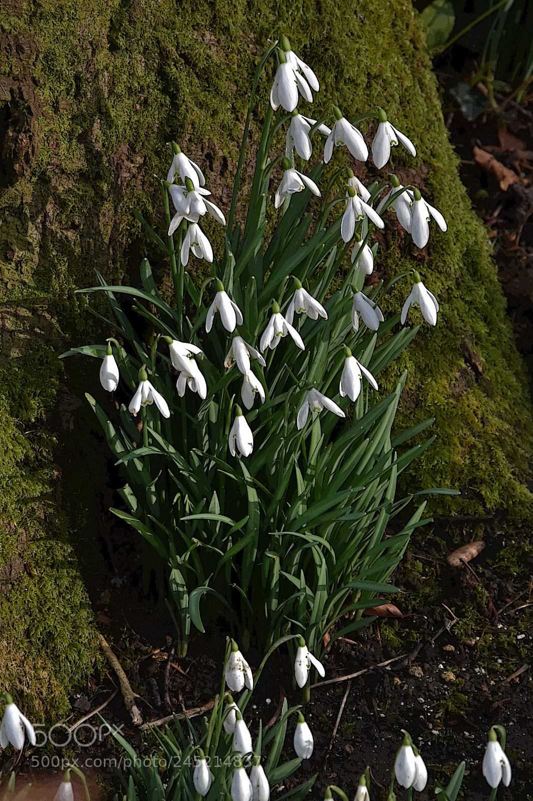 Nikon D7200 sample photo. Snowdrops nestled by a photography
