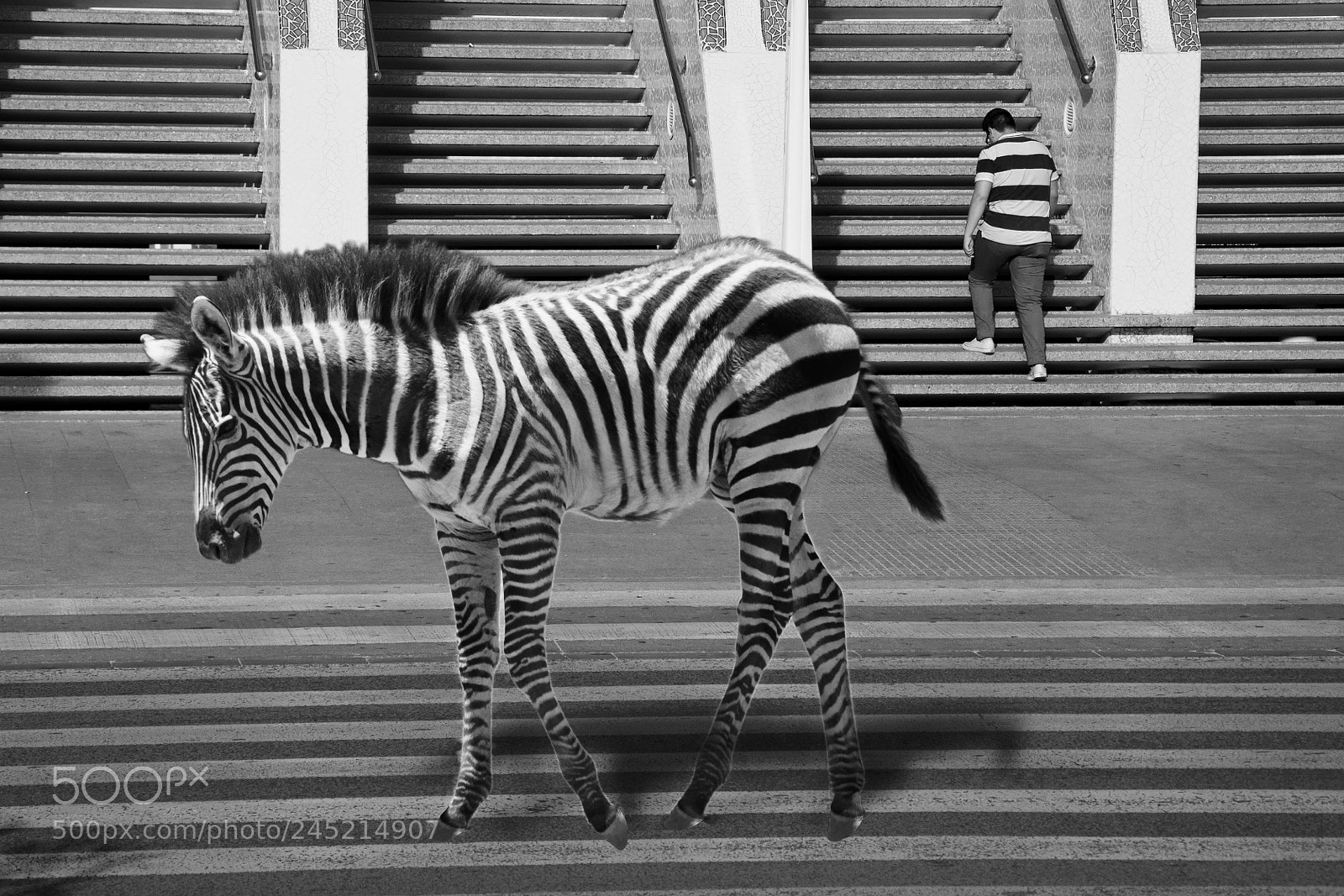 Nikon D90 sample photo. Zebra photography