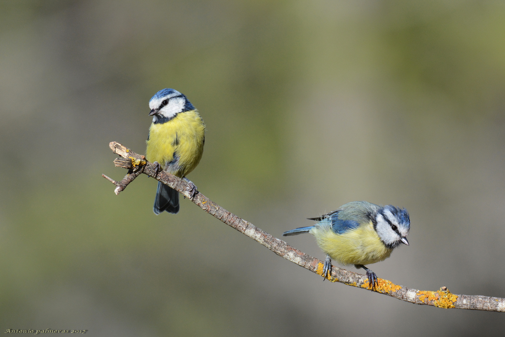 Sigma 150-600mm F5-6.3 DG OS HSM | S sample photo. Dos herrerillos photography
