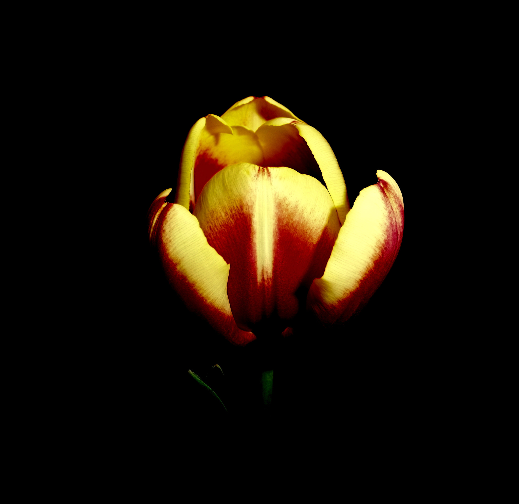 Samsung NX mini sample photo. Opening tulip photography