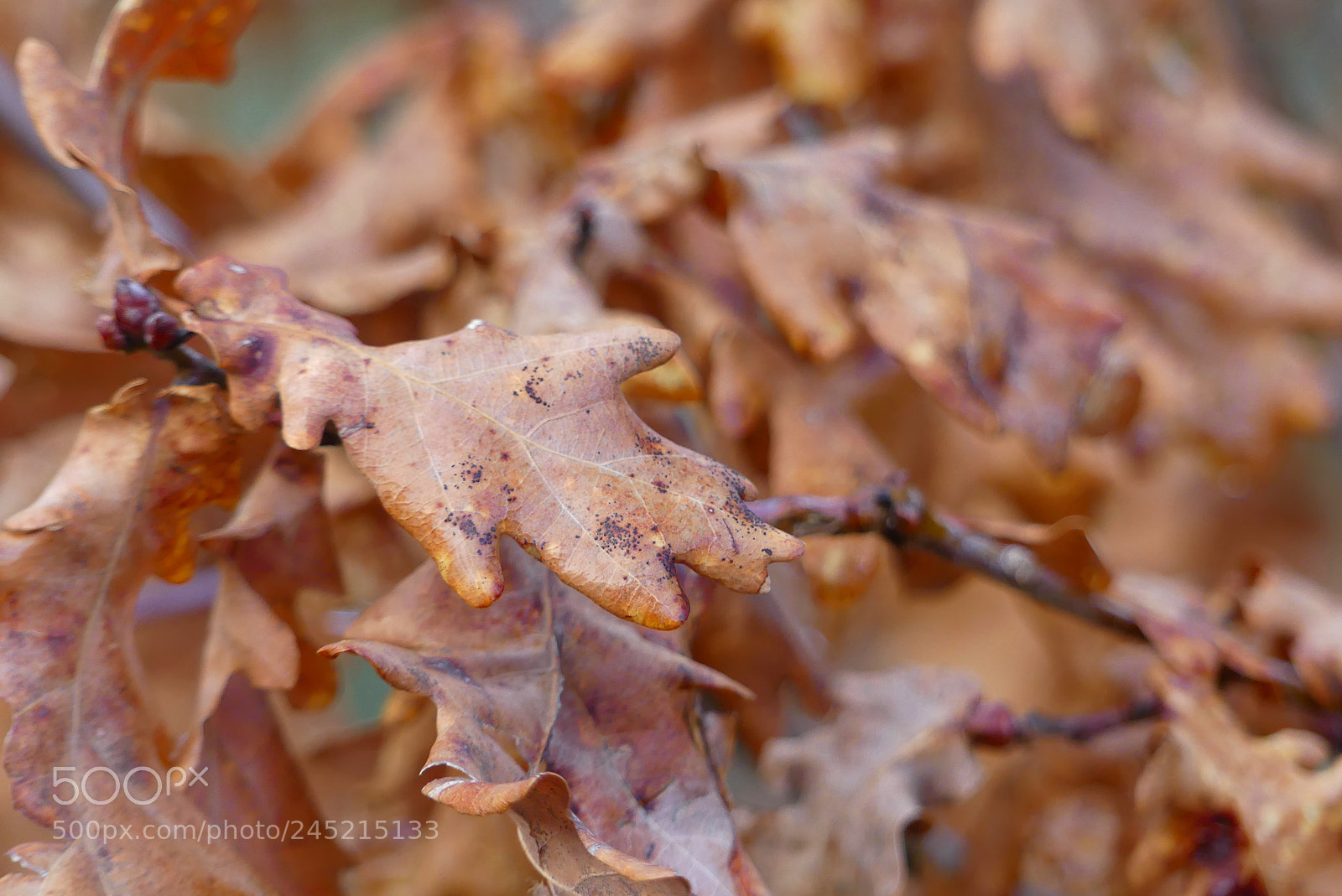 Panasonic Lumix DMC-FZ300 sample photo. Winter oak leaves photography
