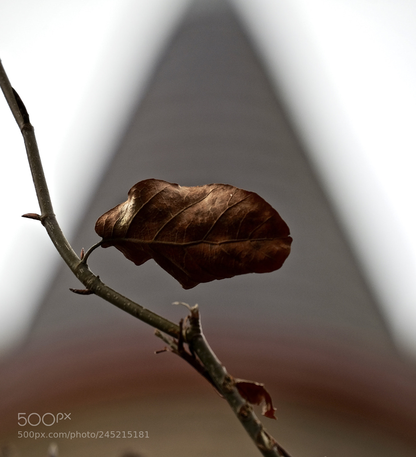 Fujifilm X-T10 sample photo. Last leaf photography