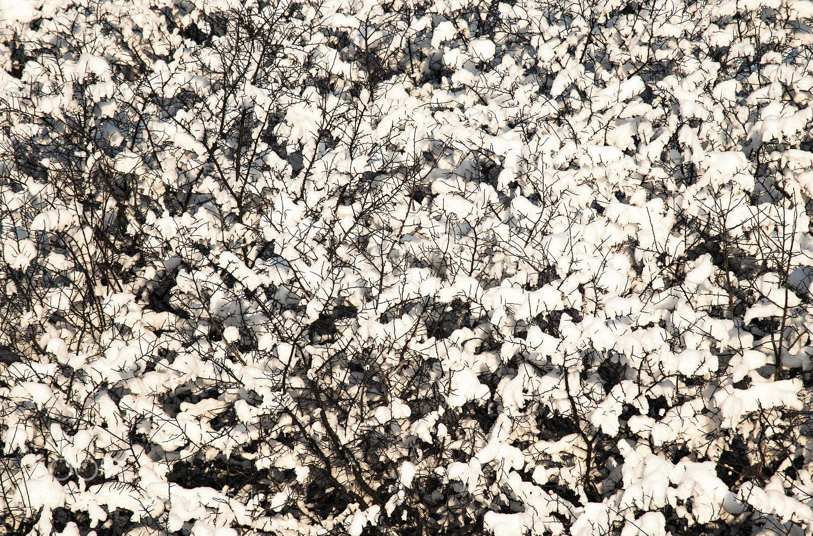 Nikon D5500 sample photo. Detail of snowy bush photography