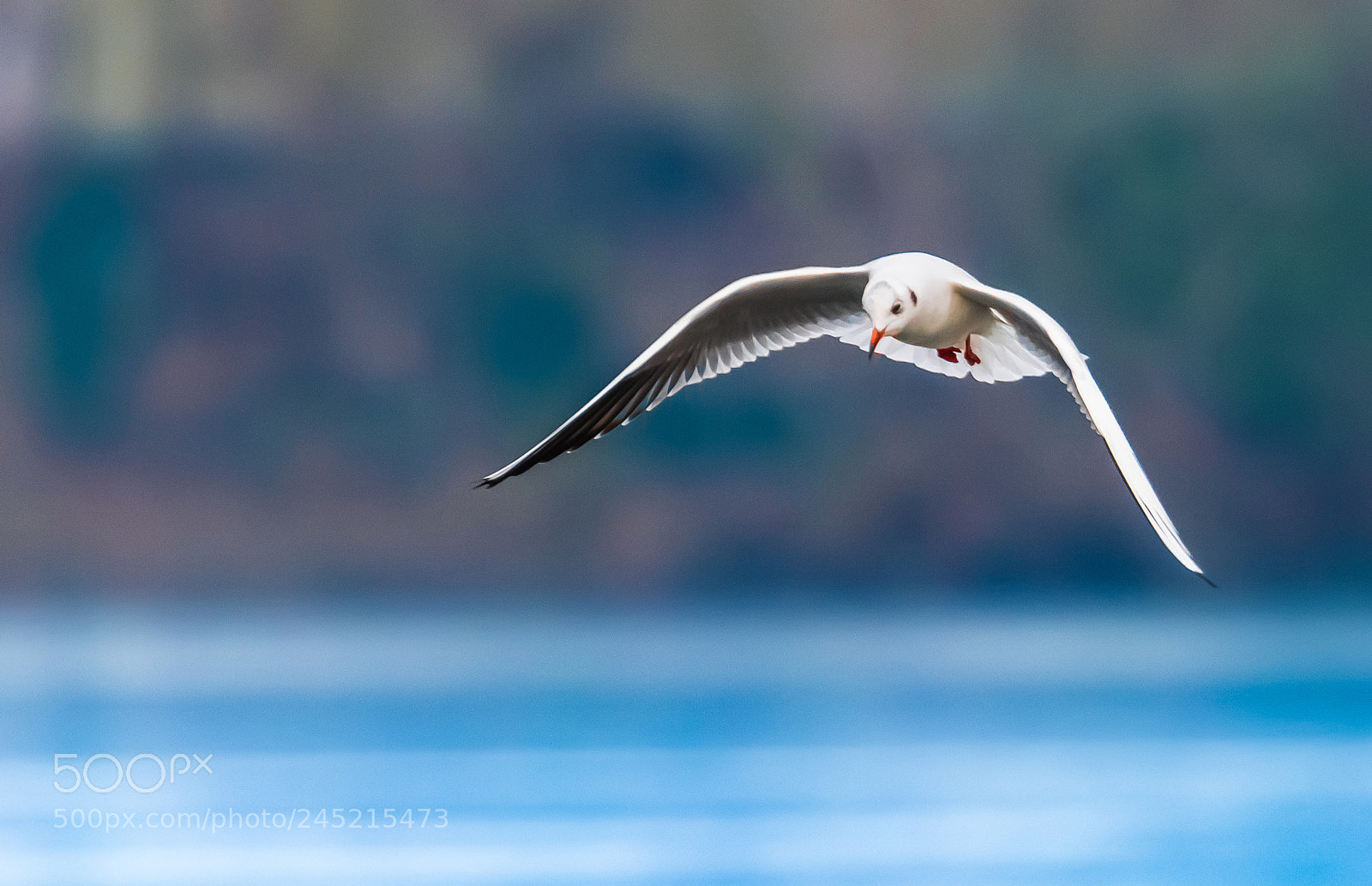 Nikon D500 sample photo. Bird in flight photography