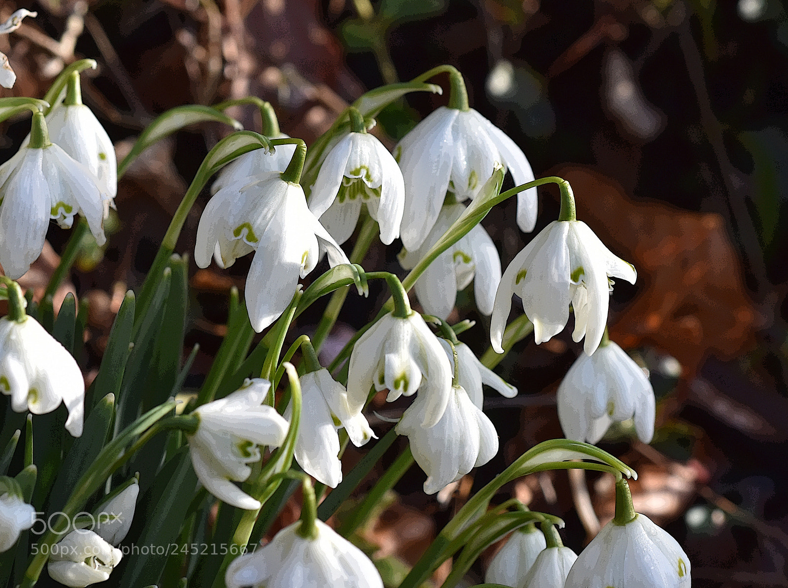 Nikon D7200 sample photo. Cluster of snowdrops photography