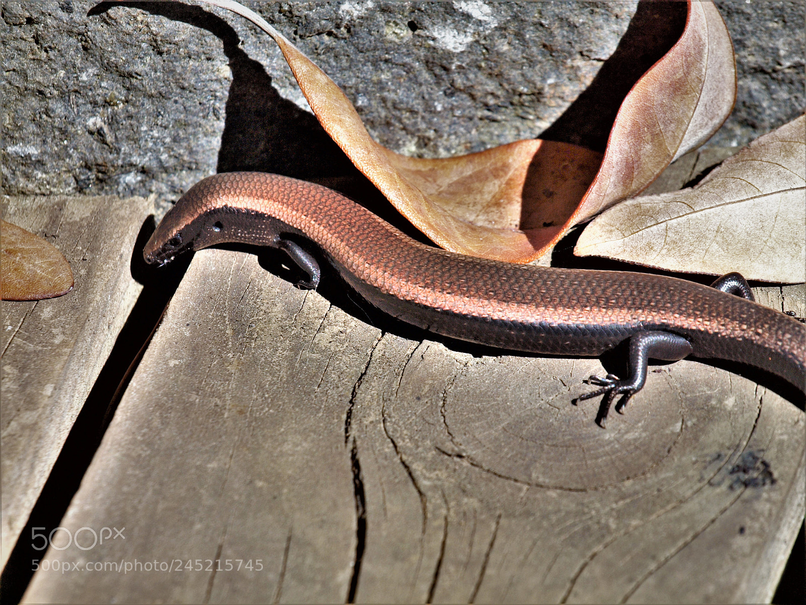 Olympus E-620 (EVOLT E-620) sample photo. Chalcides viridanus photography