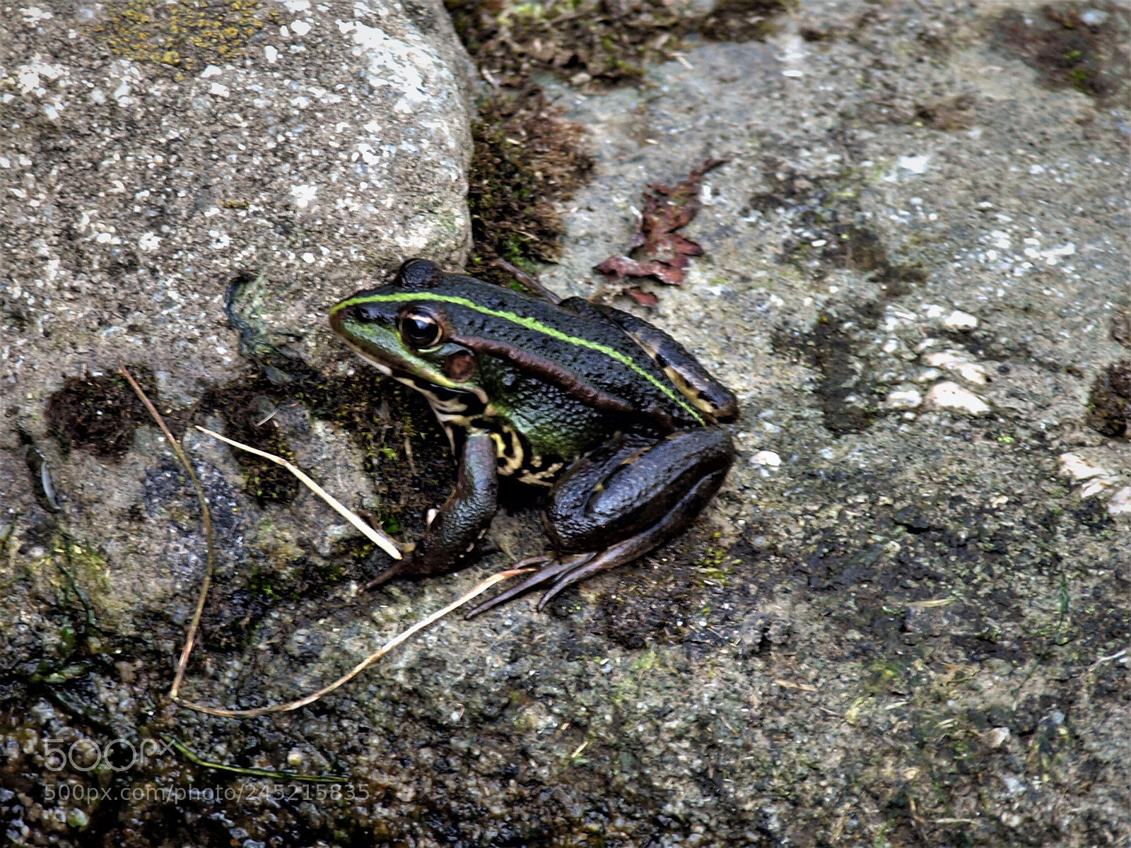 Olympus E-620 (EVOLT E-620) sample photo. Pelophylax perezi photography